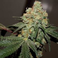 true canna genetics chemoade v3.jpeg