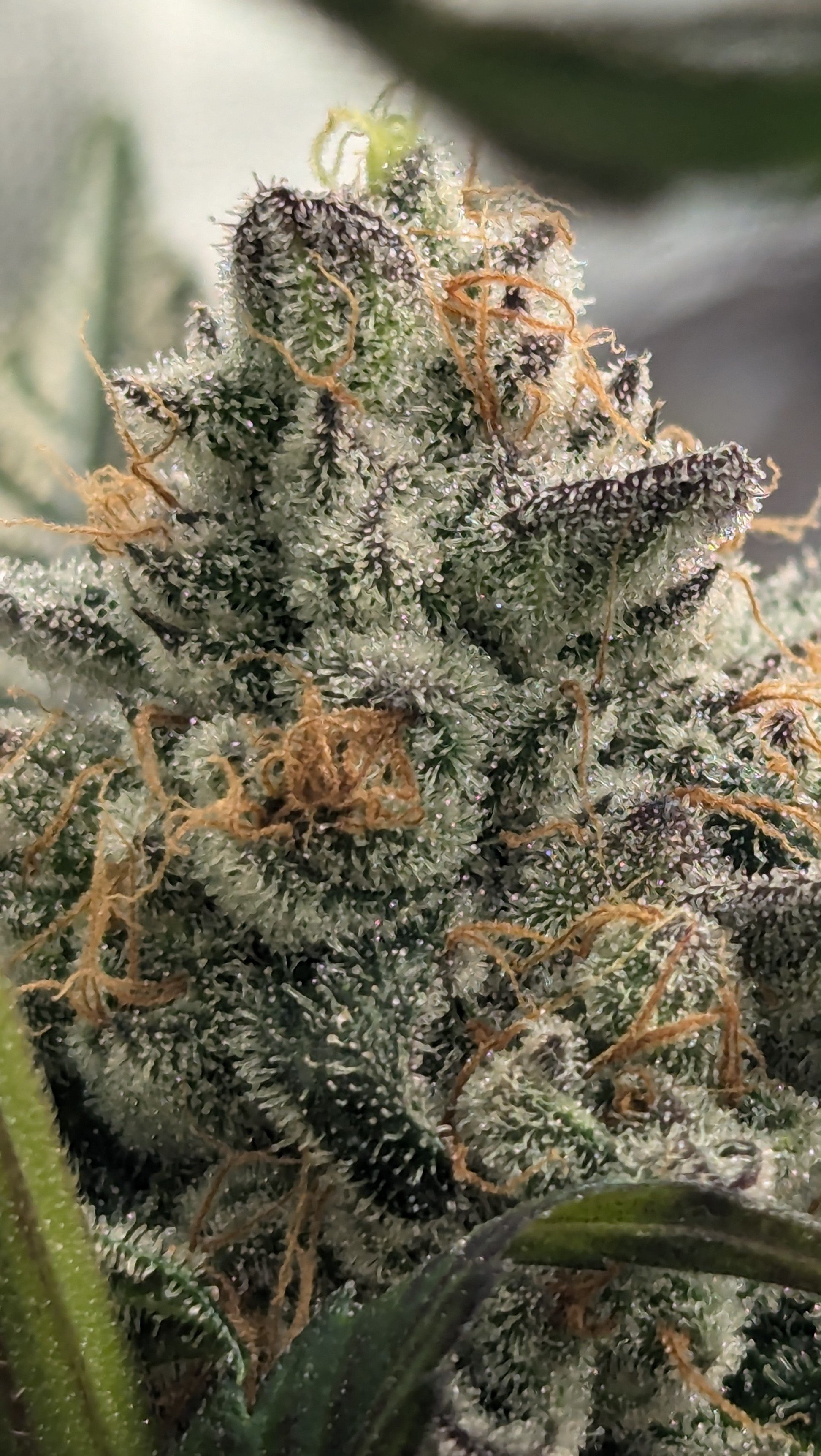 Sherbanger Kush 13a.jpg