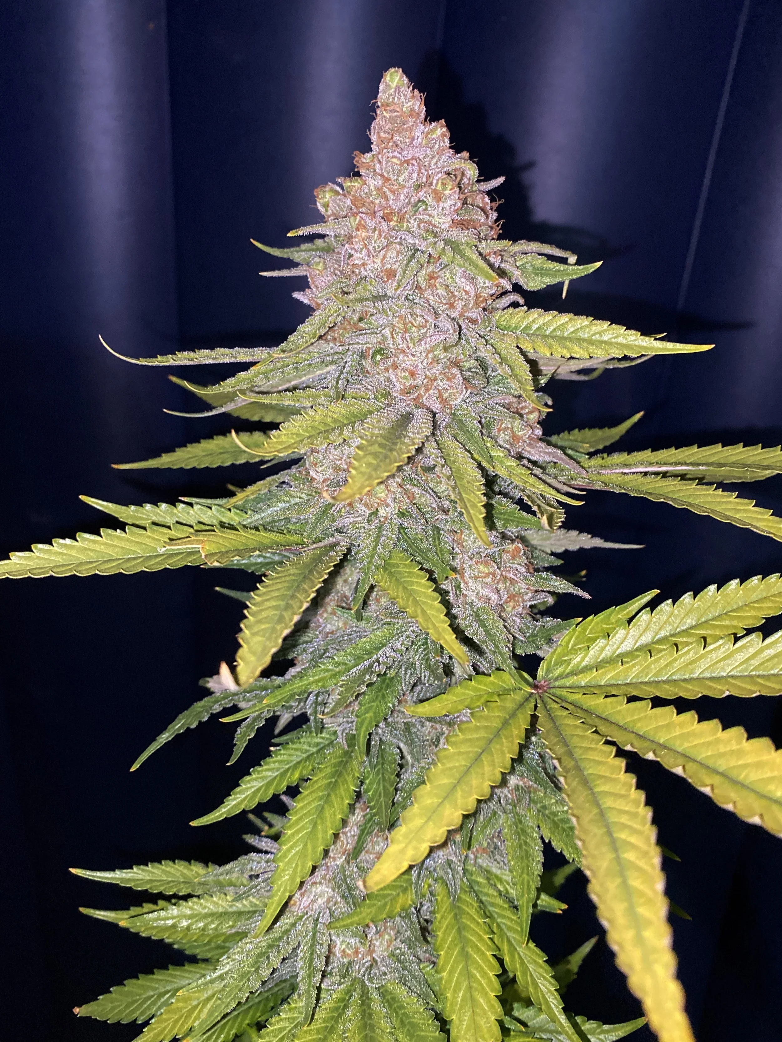 Close-up of a flowering cannabis plant with frosty buds and serrated green leaves.