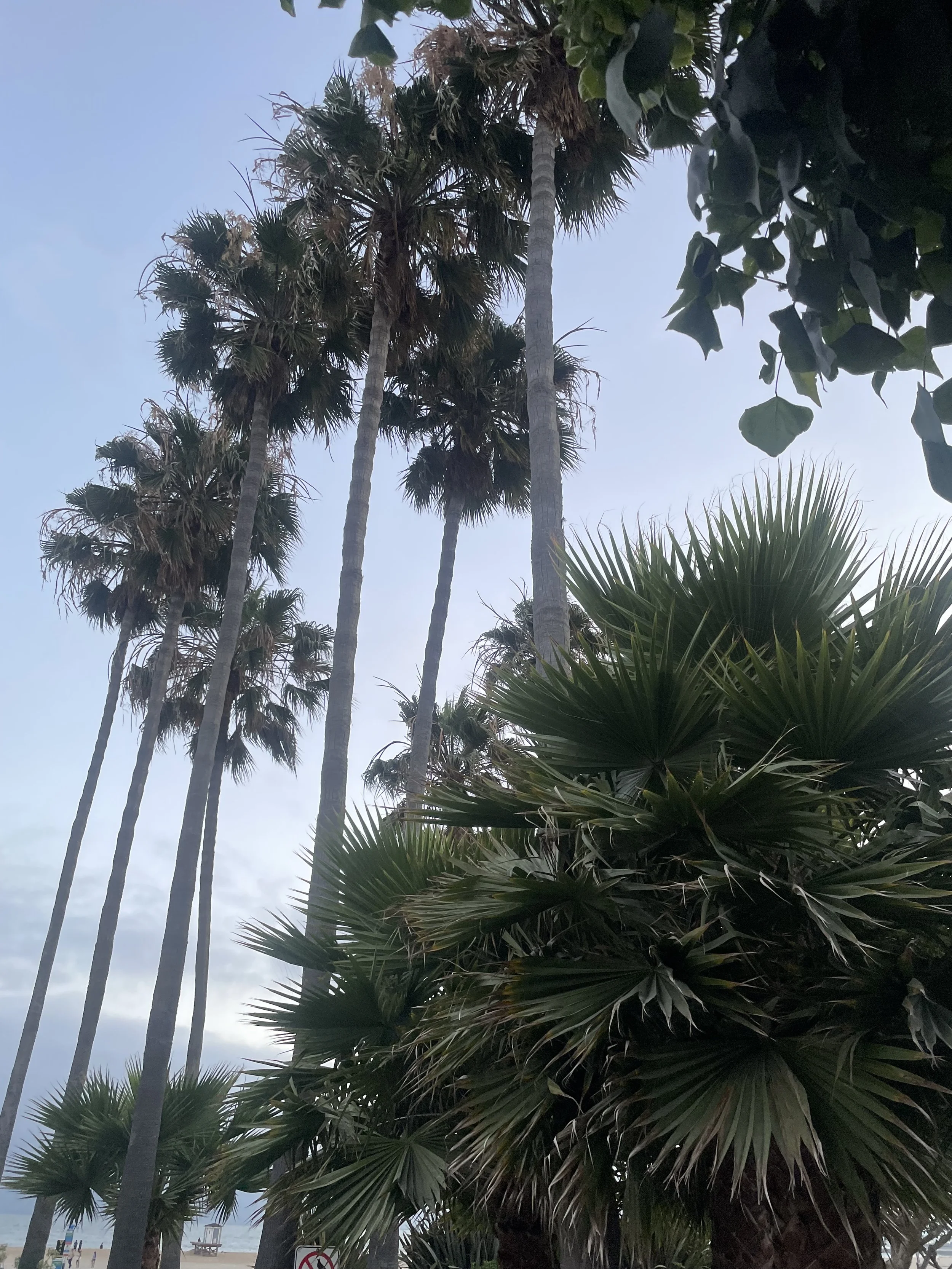 A group of seven palm trees grouped together. There are some other beach plants on the right side of the palm trees.