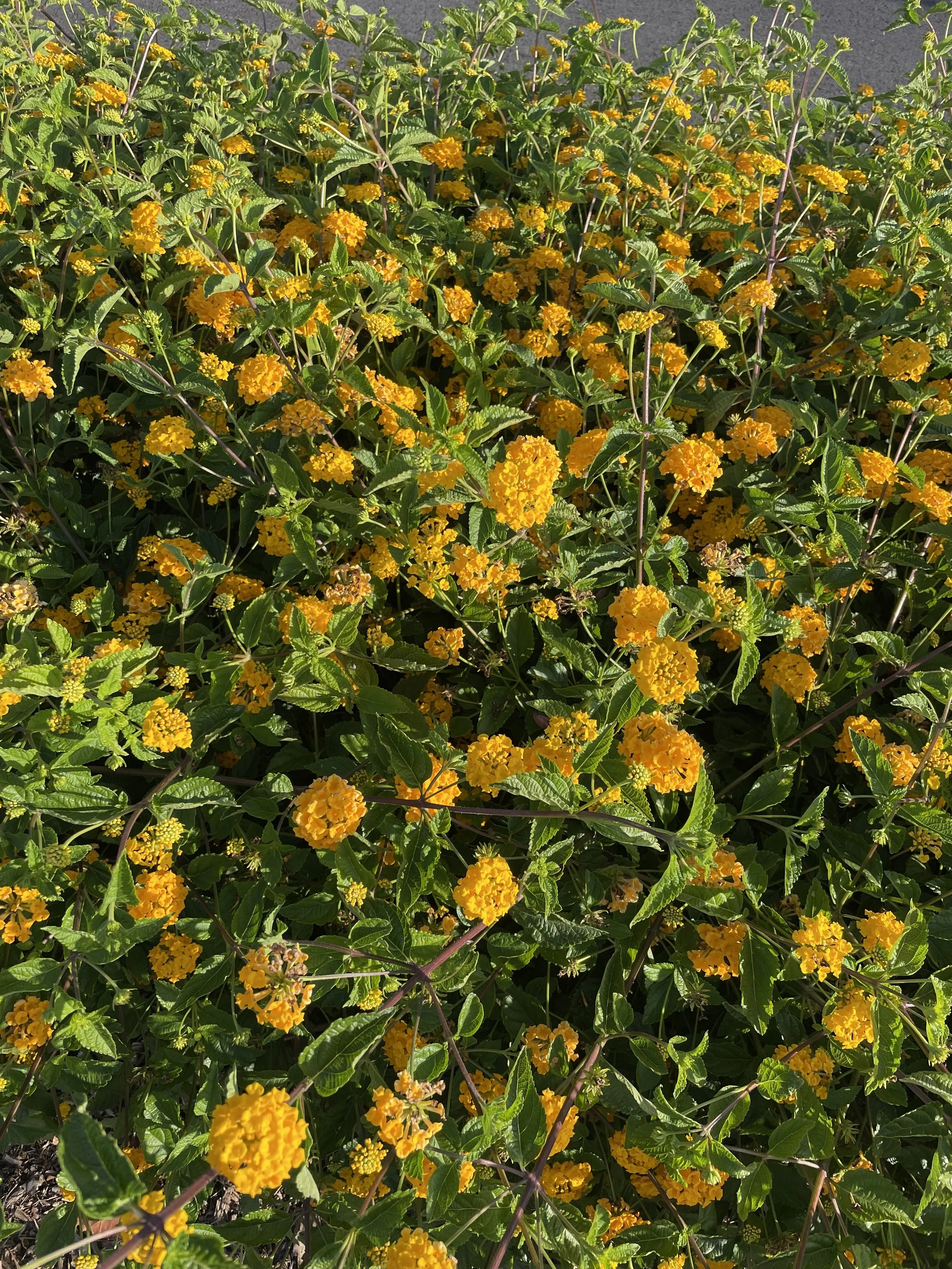 A cluster of yellow flowers blooming in a garden.