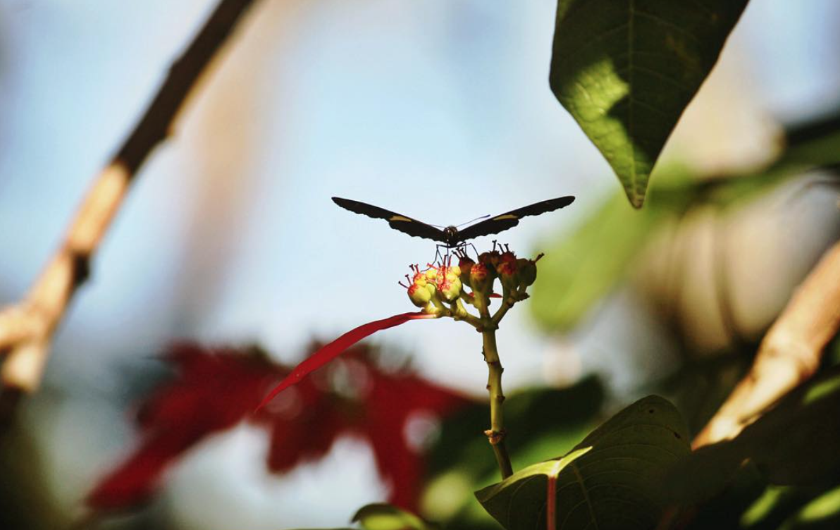 Screen Shot 2017-01-27 at 1.58.04 AM.png