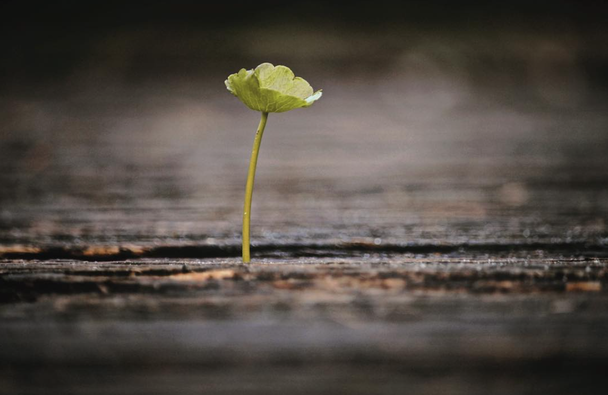 Screen Shot 2017-01-27 at 1.56.46 AM.png