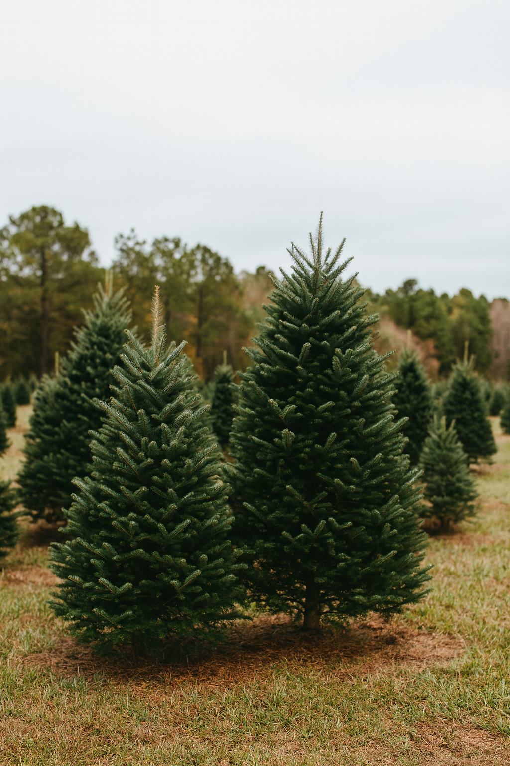 Photo of pine trees in a field to promote Christmas Tree mini photo sessions in Raleigh, NC.