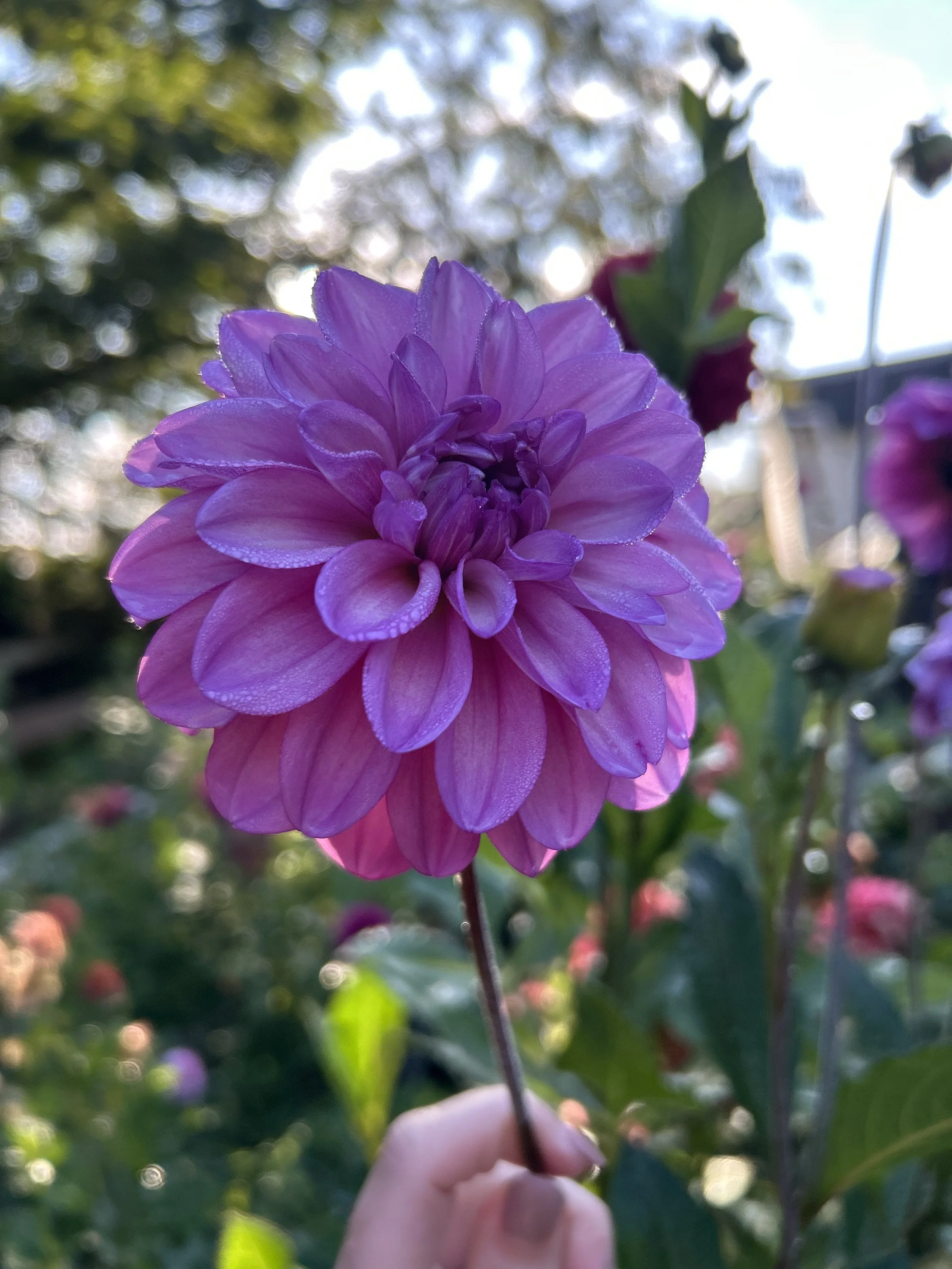 RM Moonlight Cutting