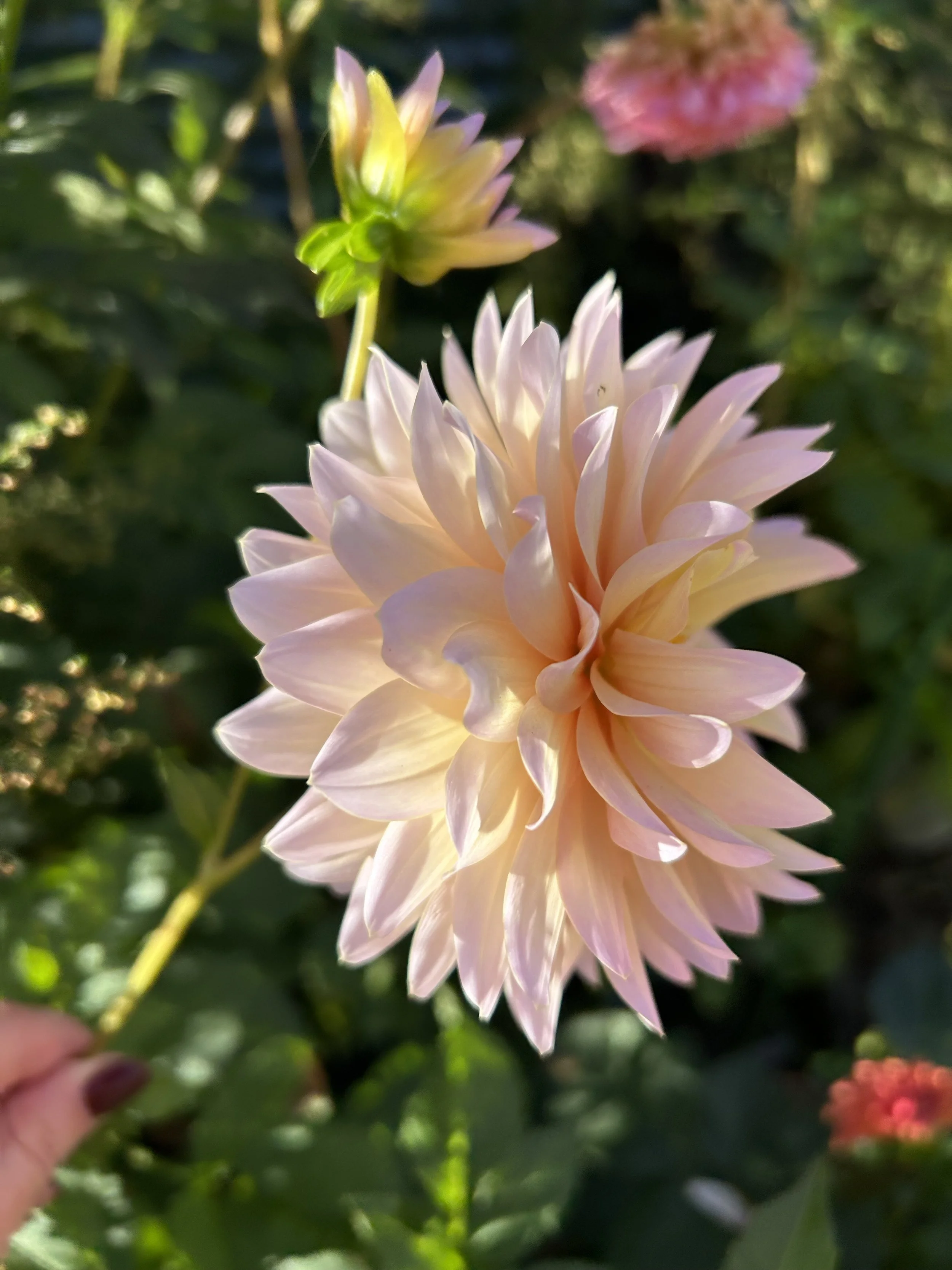 IMG_4823.jpeg (Copy)