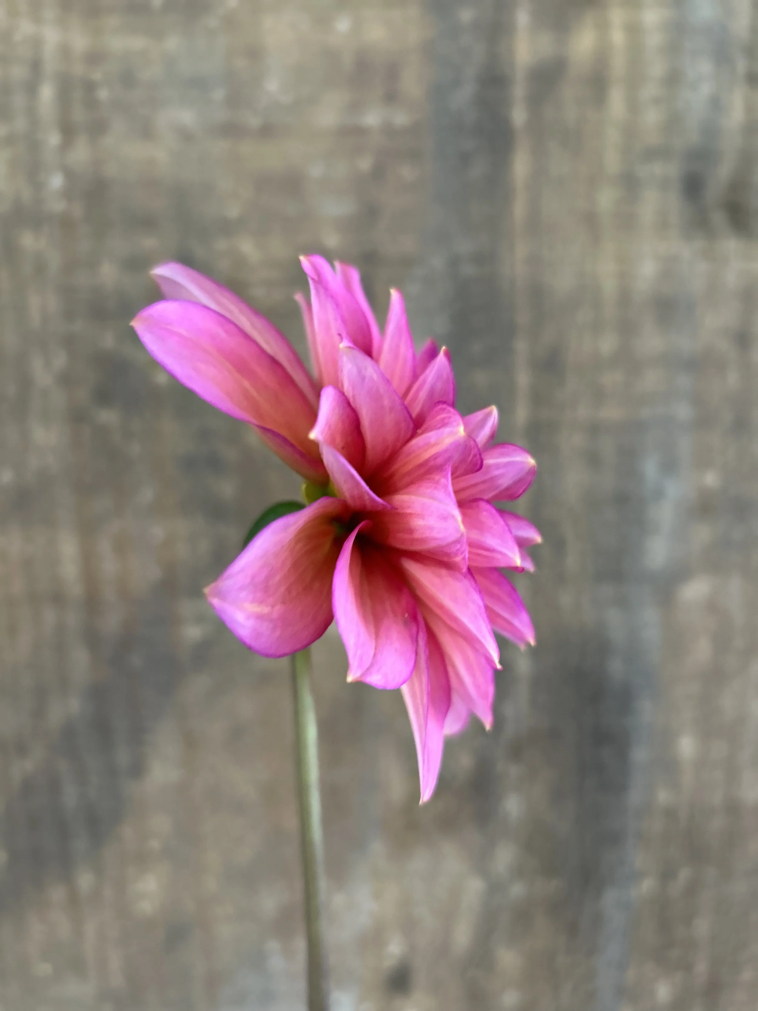 IMG_6810.jpeg (Copy)