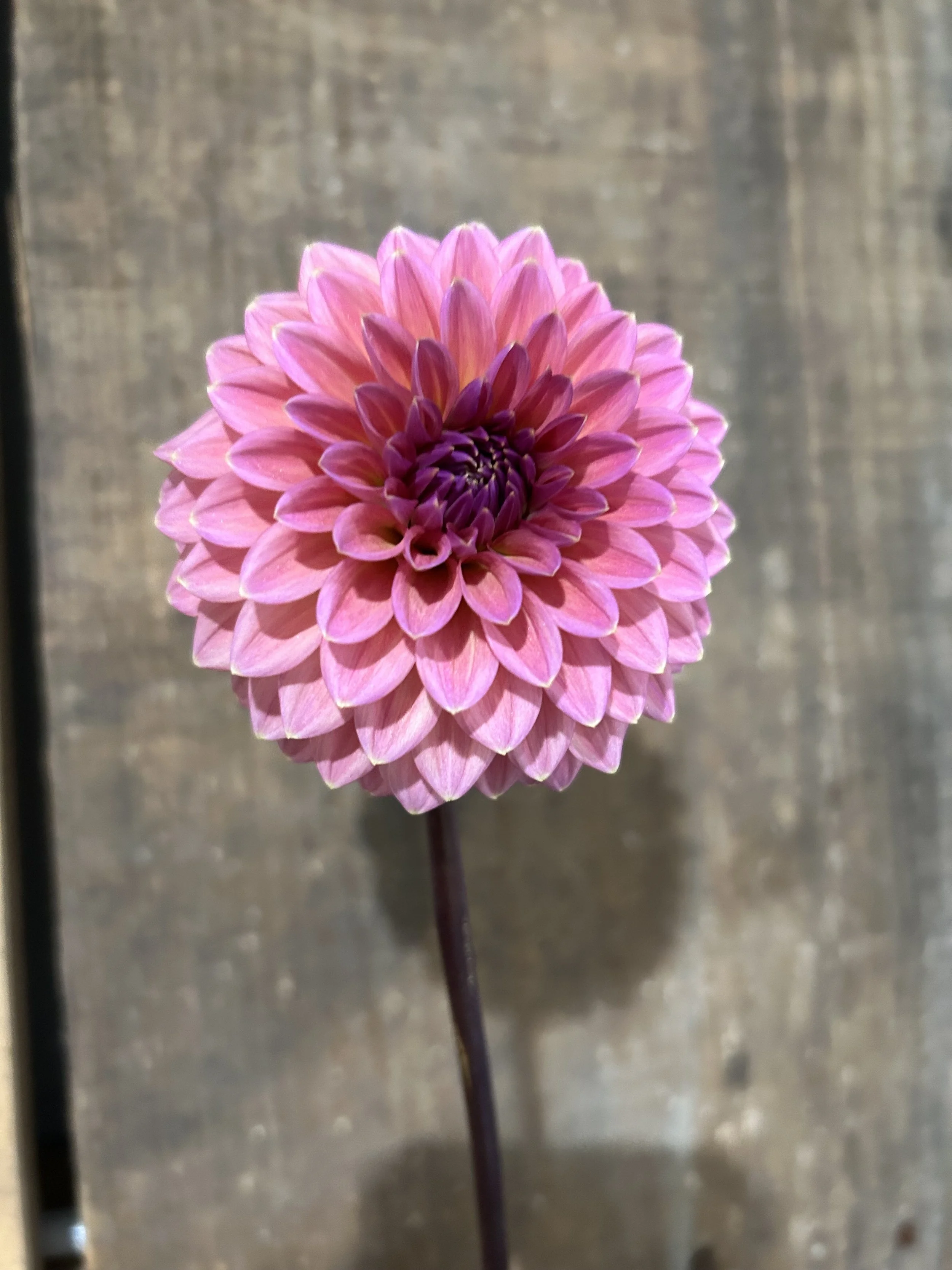 IMG_7806.jpeg (Copy)