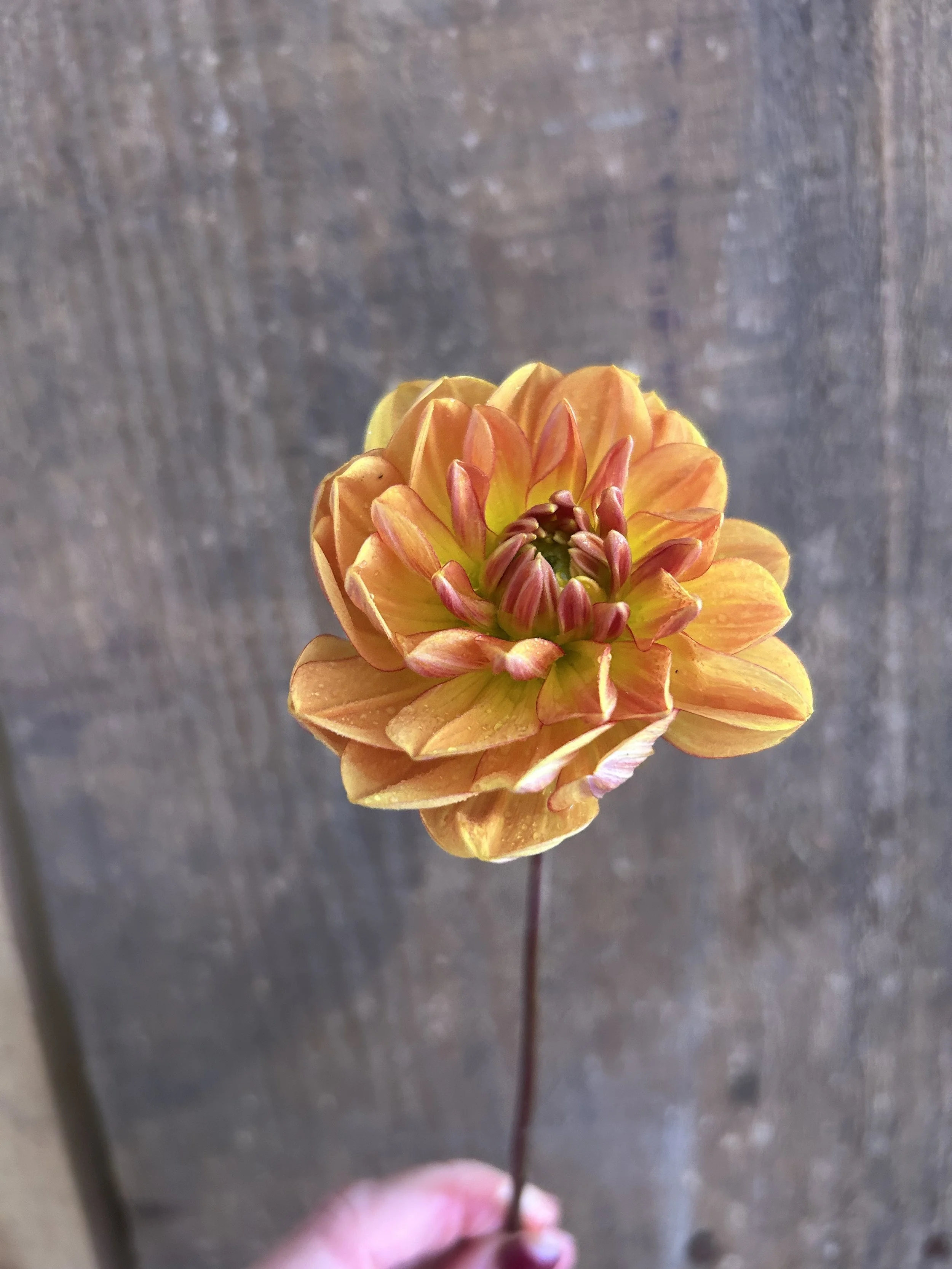 Hollyhill Golden Glow Cutting