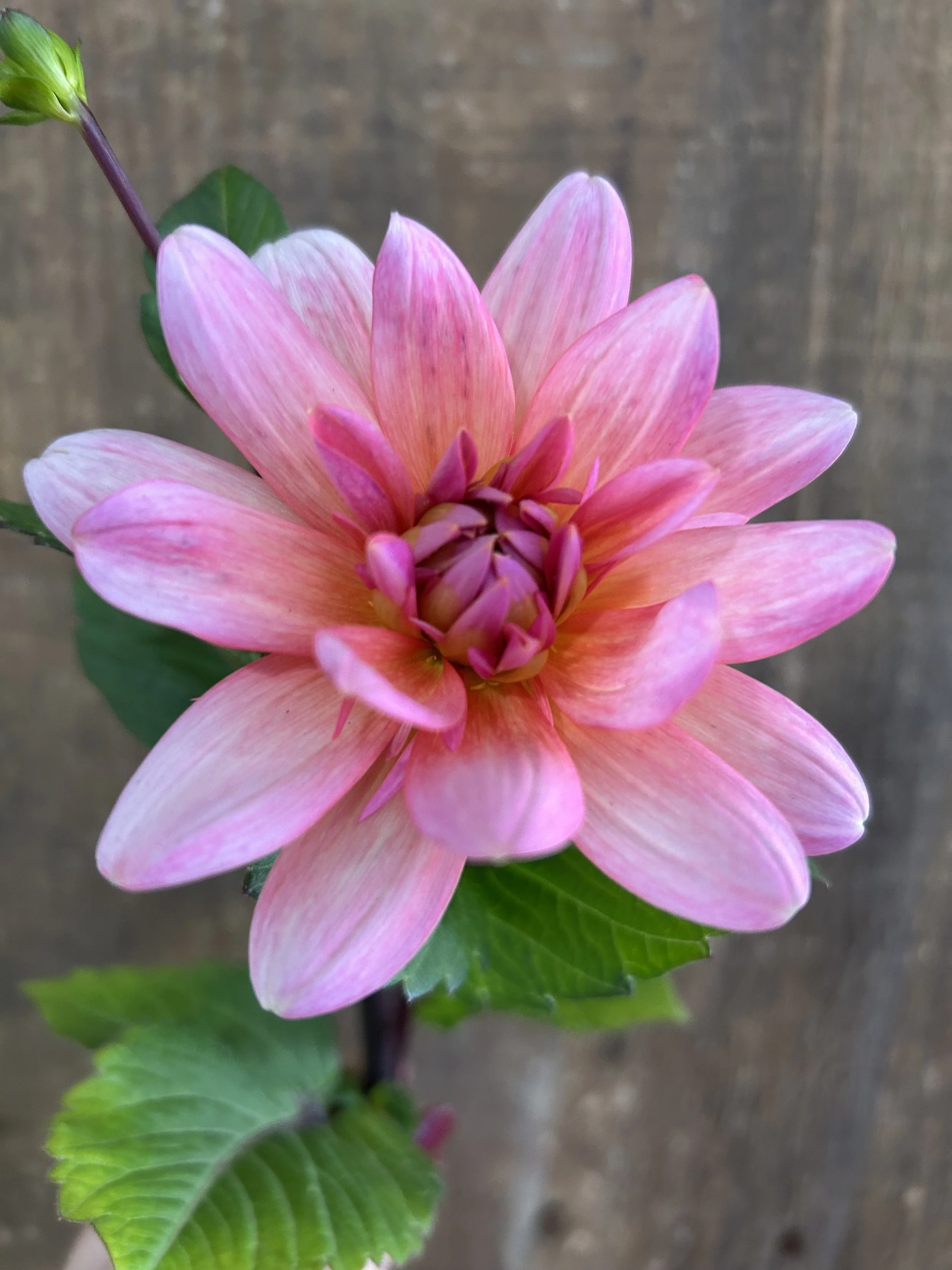 Lee’s Coral Nymph Mini Pot Tuber