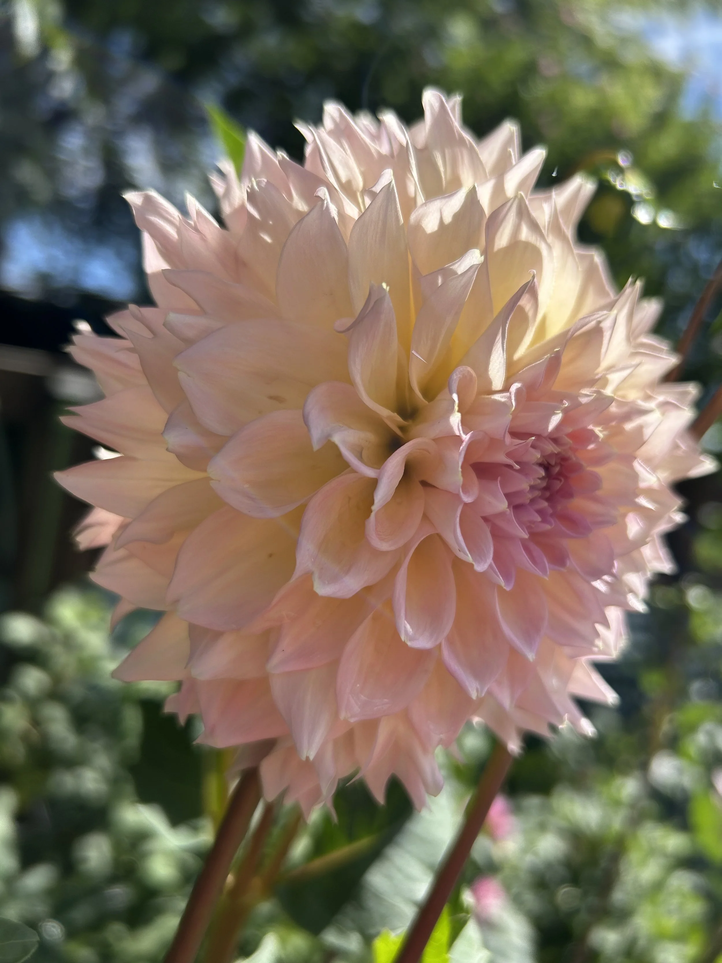 RSVP In person sale April 11th at 12:30- 12:45 PM EST