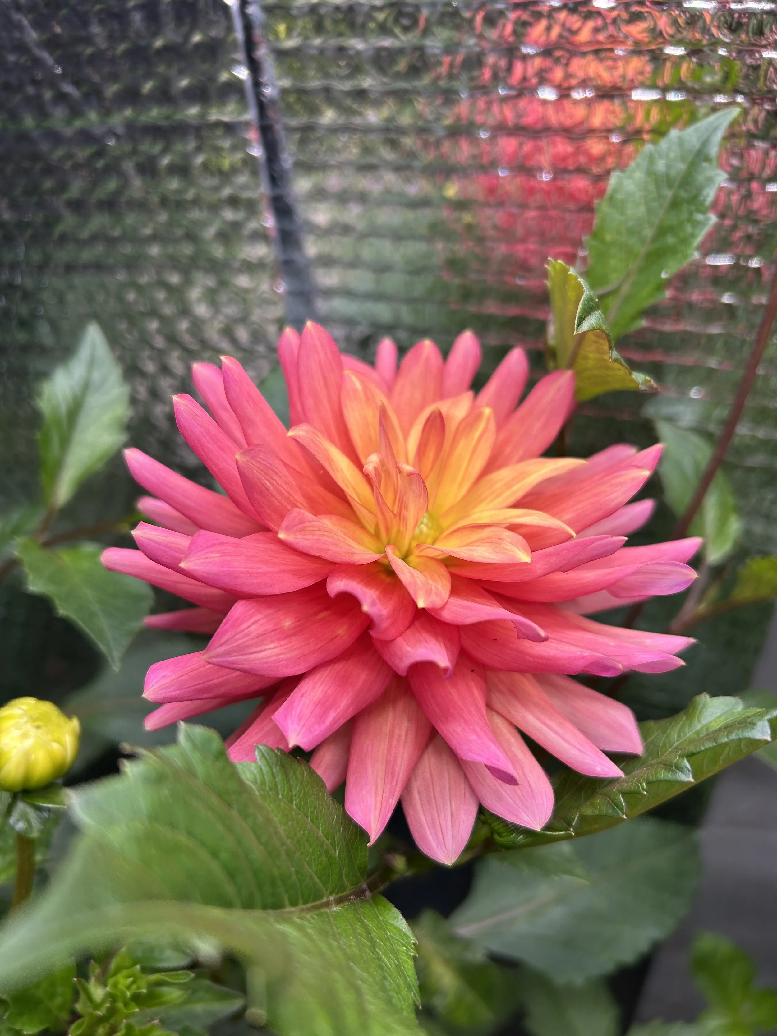 Florelie Seastar Cutting