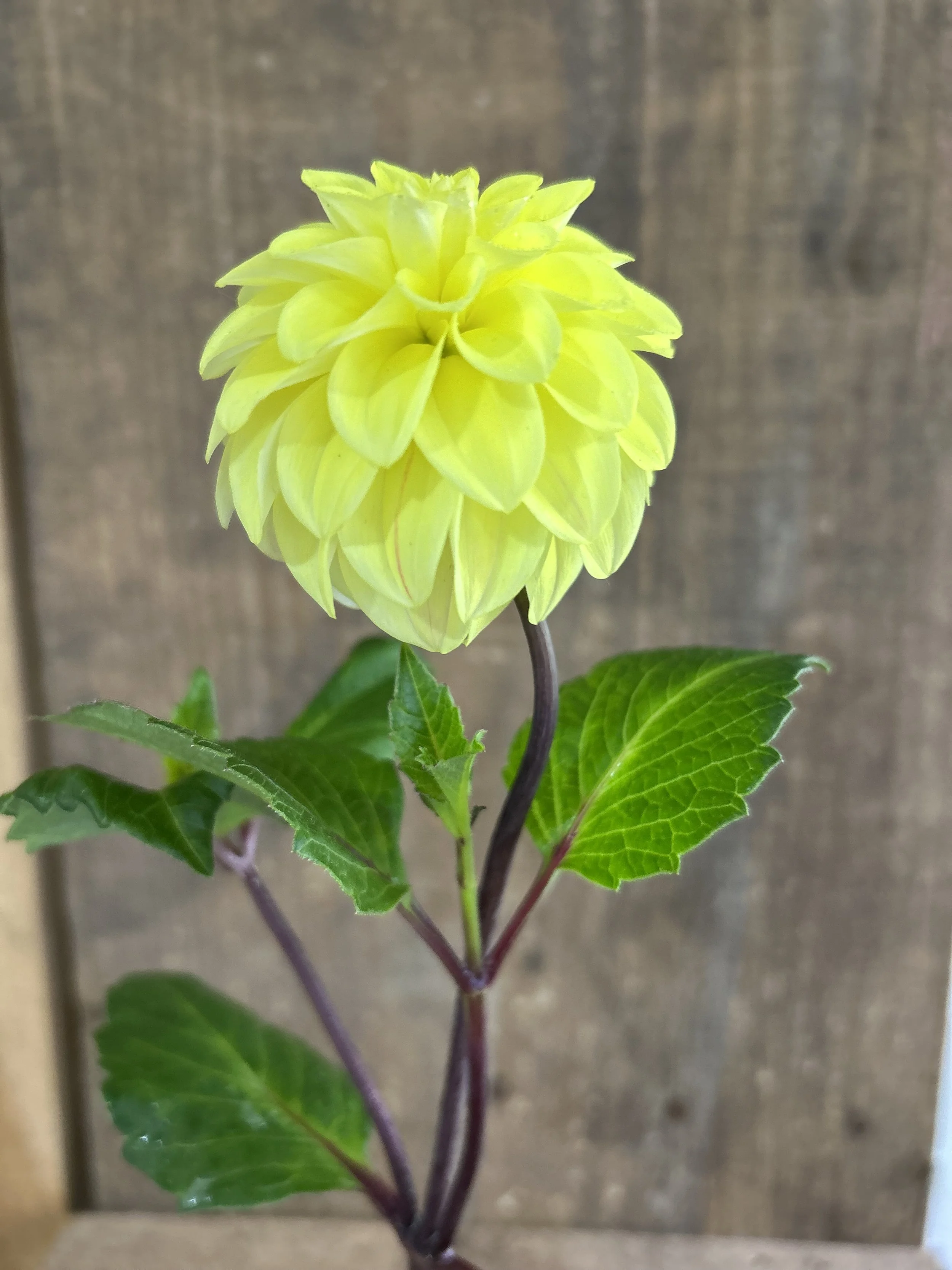 CB Pat St.Hilaire Cutting