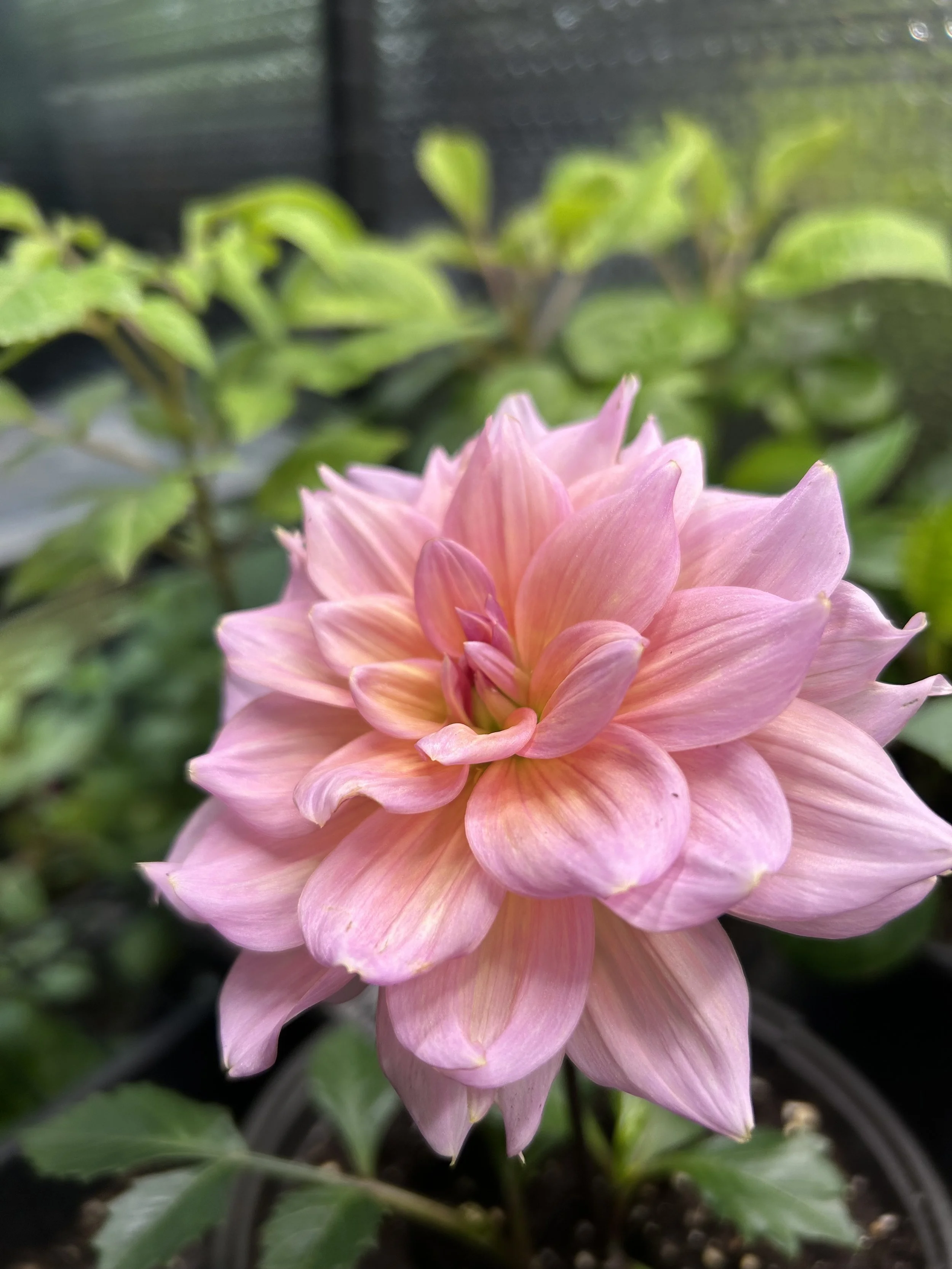 Formby Monarch Cutting