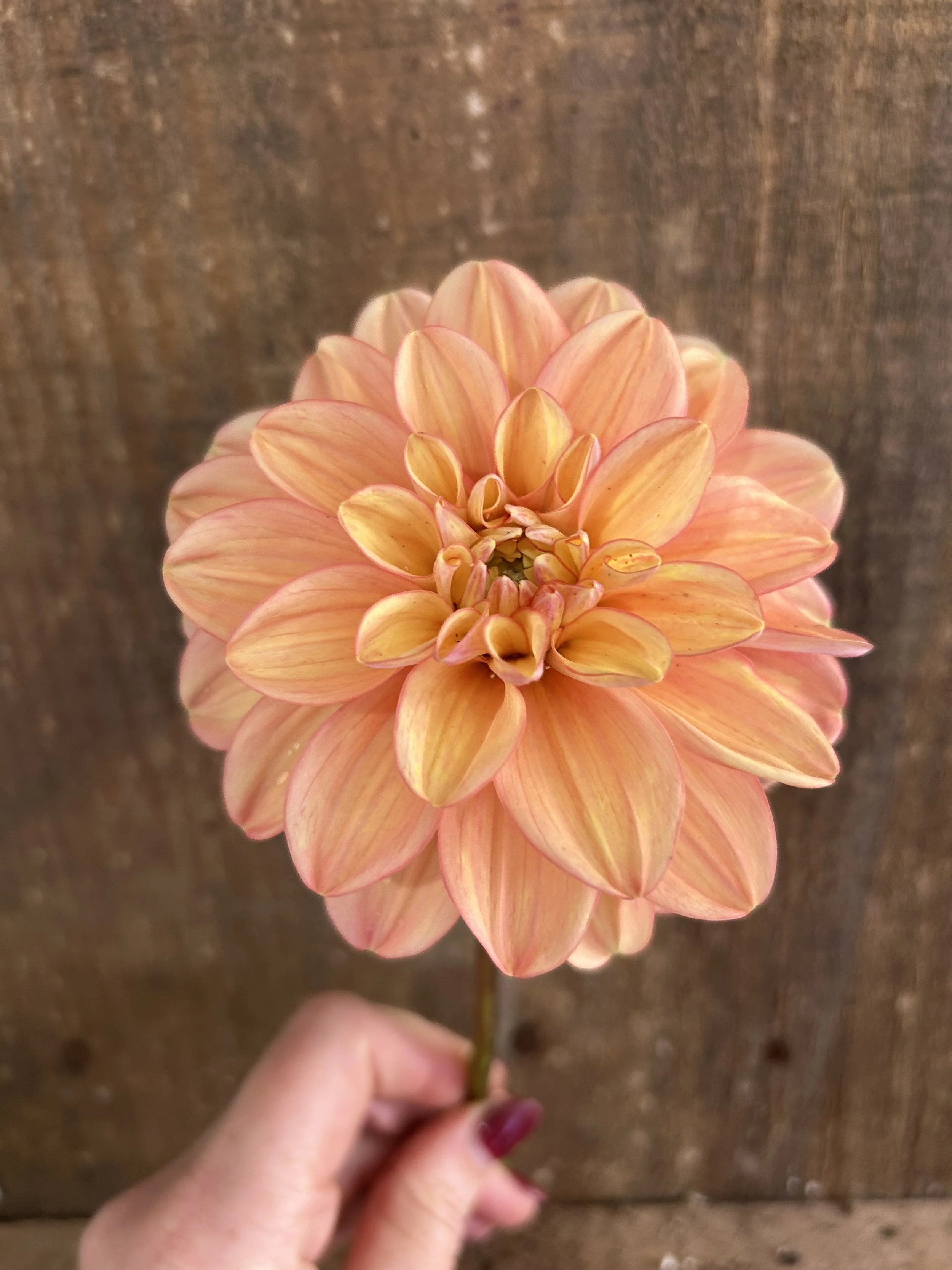 Florelie Kindness Cutting