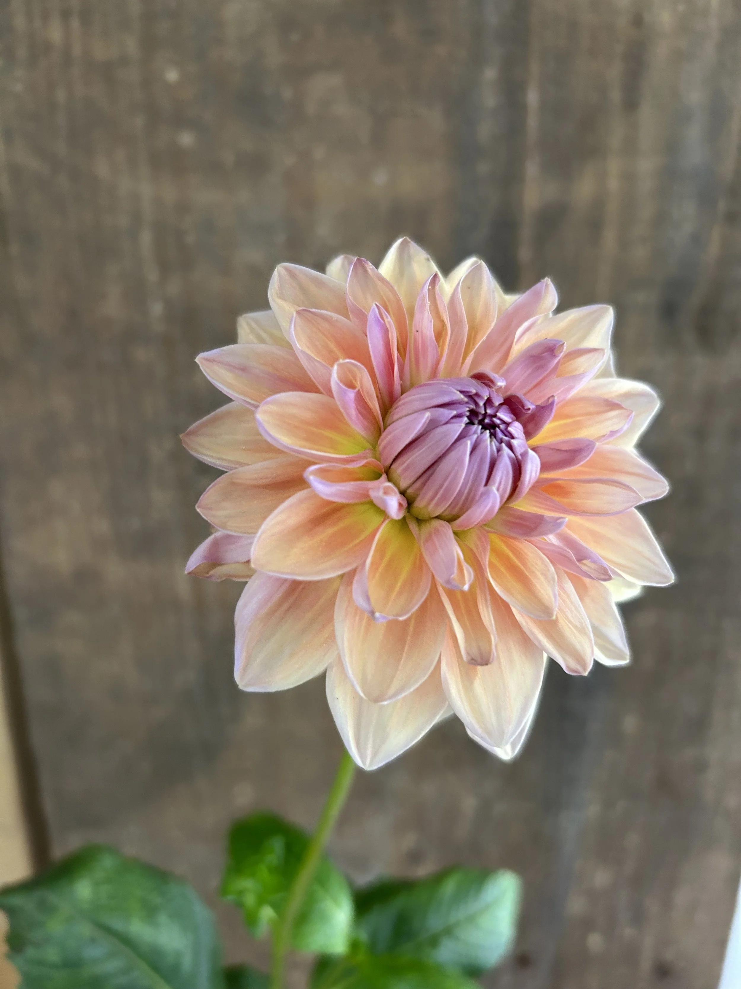 IMG_6627.jpeg (Copy) (Copy)