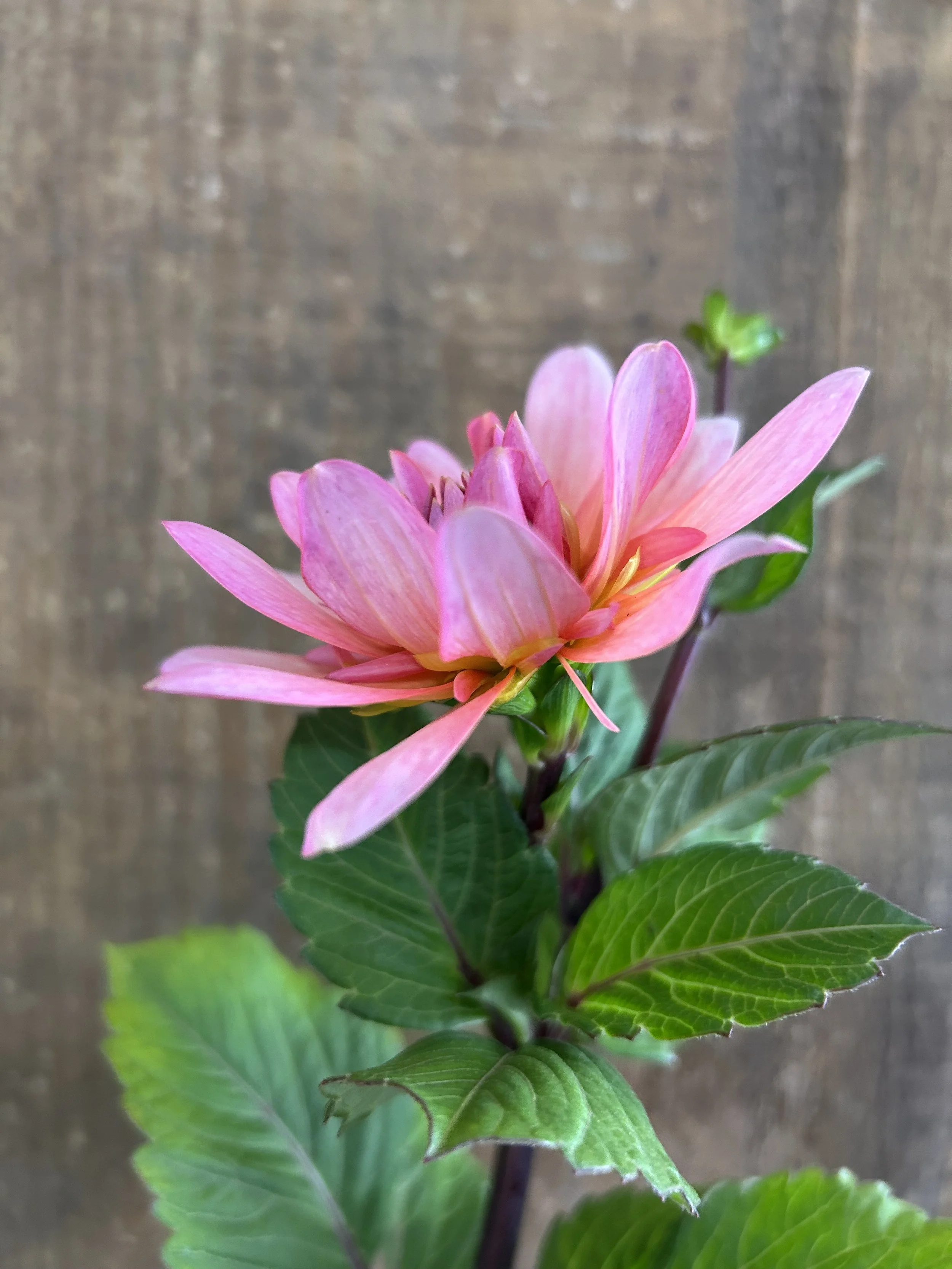 IMG_7034.jpeg (Copy)