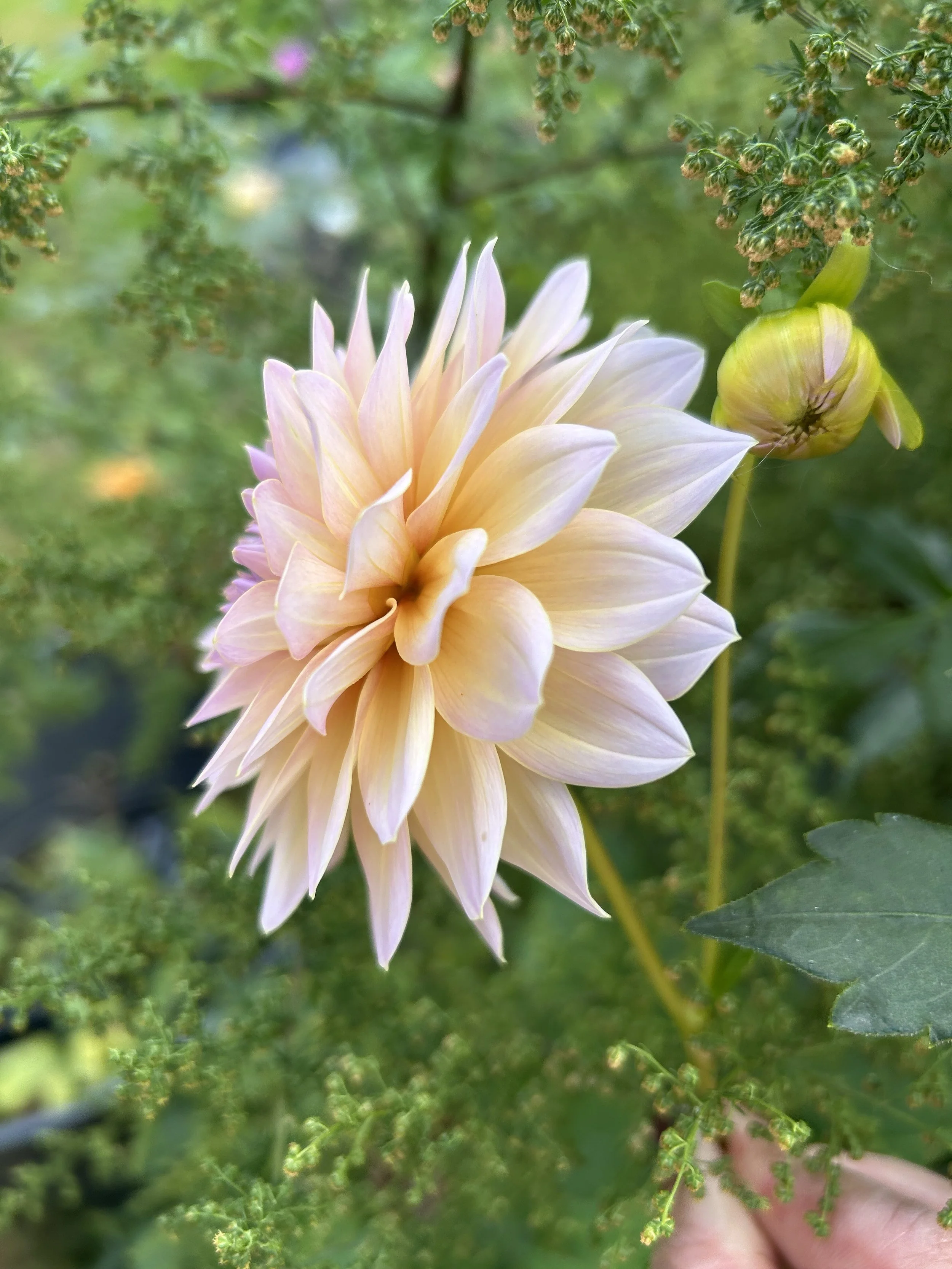 IMG_4685.jpeg (Copy)