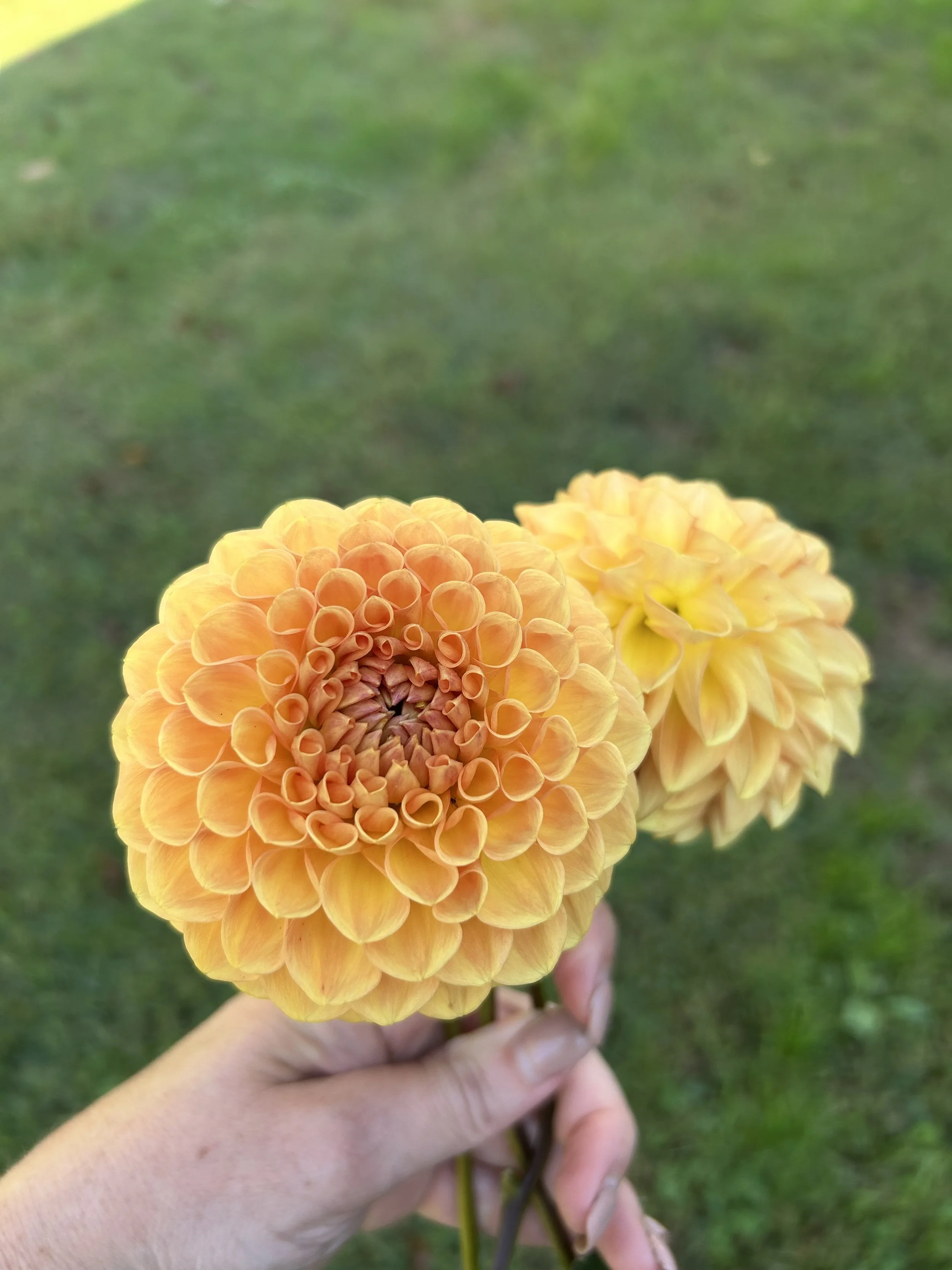 In person sale April 11th at 12:15 - 12:30 PM EST