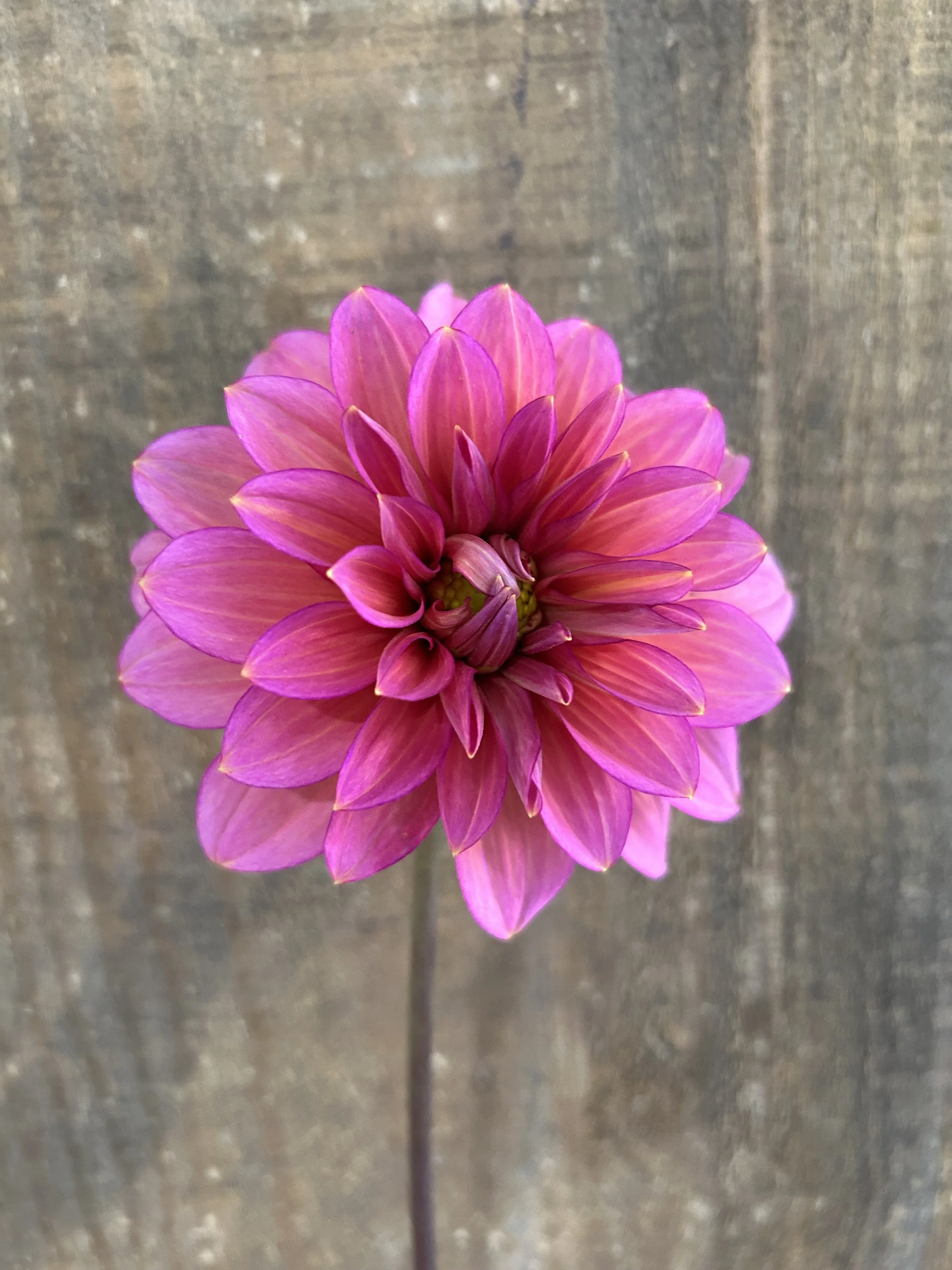 Florelie Guava Mini Pot Tuber