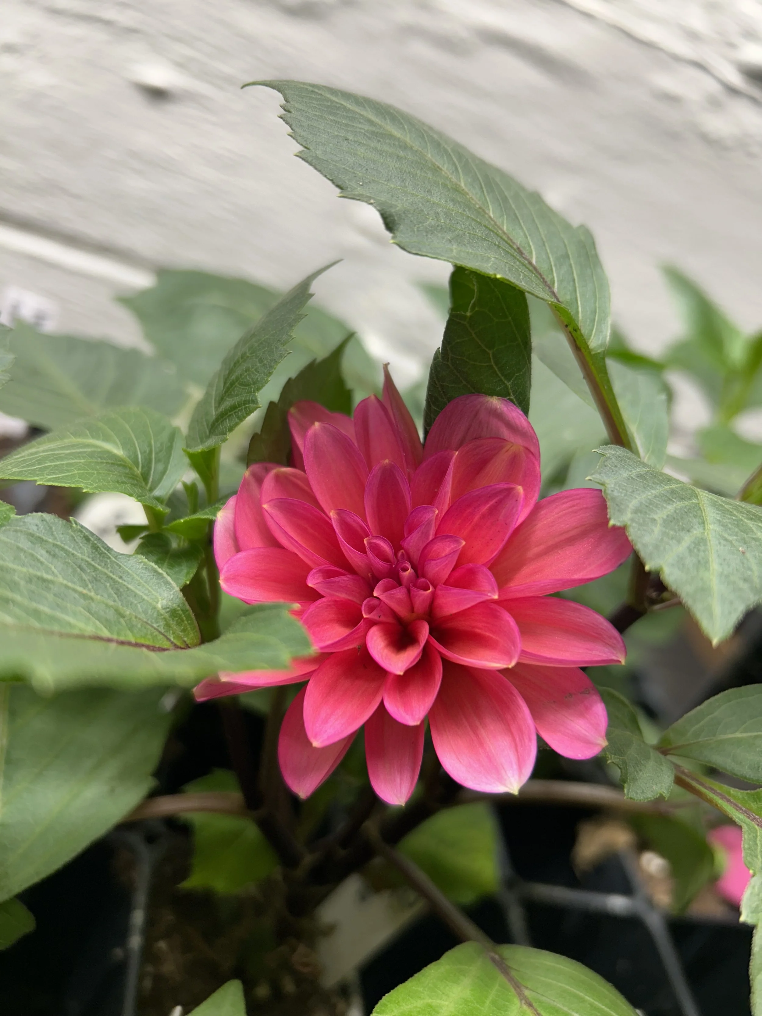 IMG_6102.jpeg (Copy)