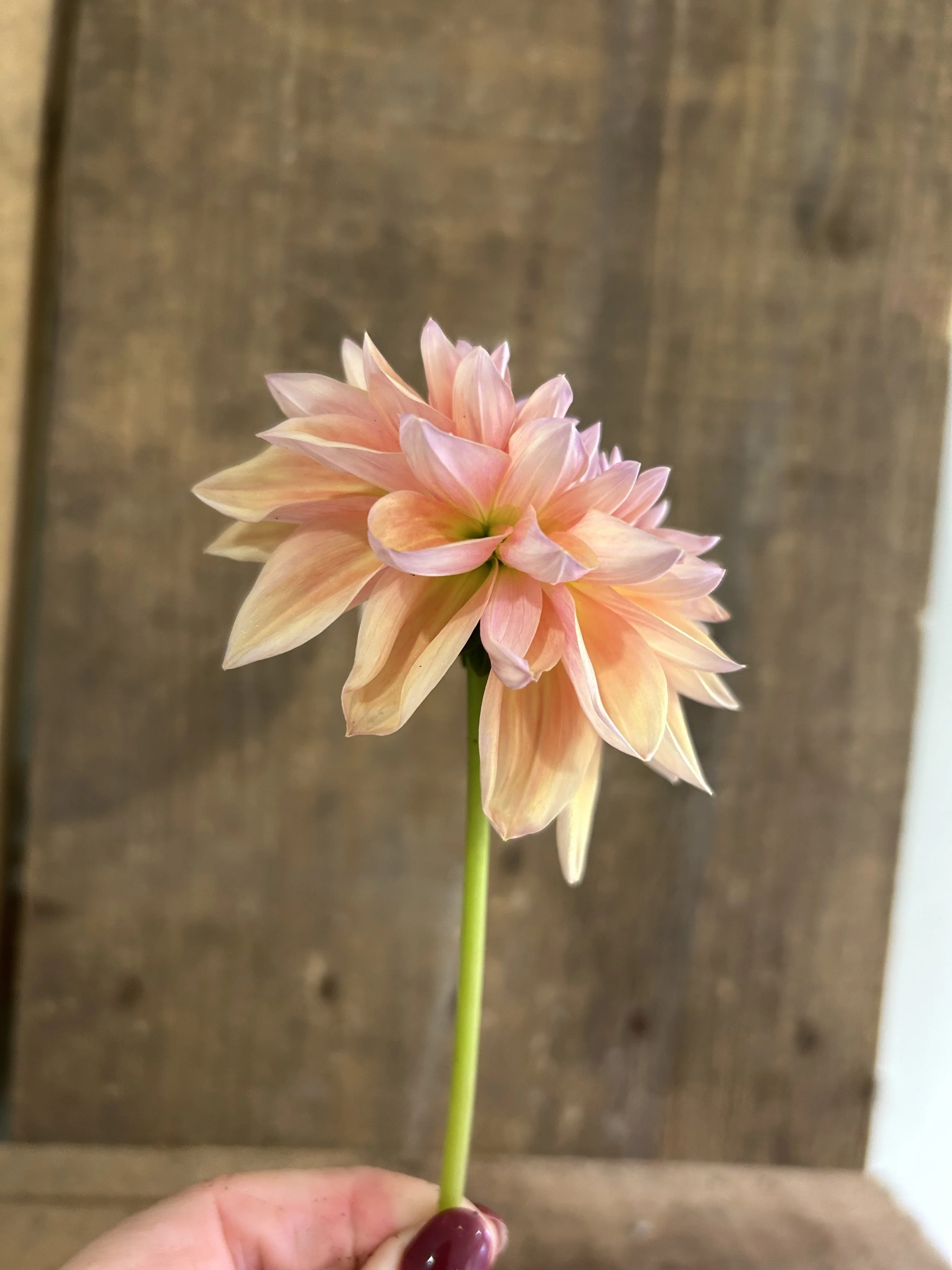 IMG_6625.jpeg (Copy) (Copy)