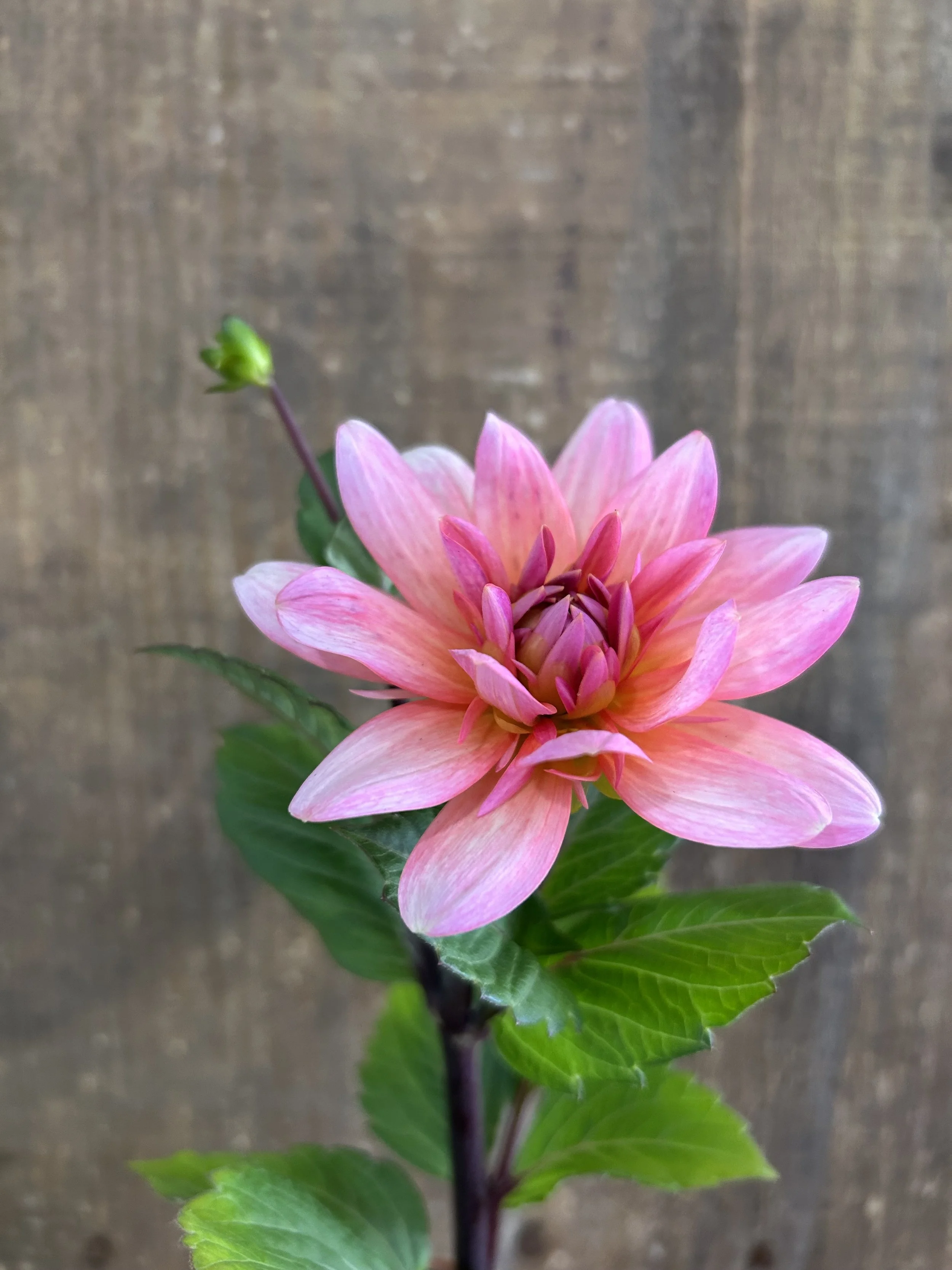 IMG_7031.jpeg (Copy)