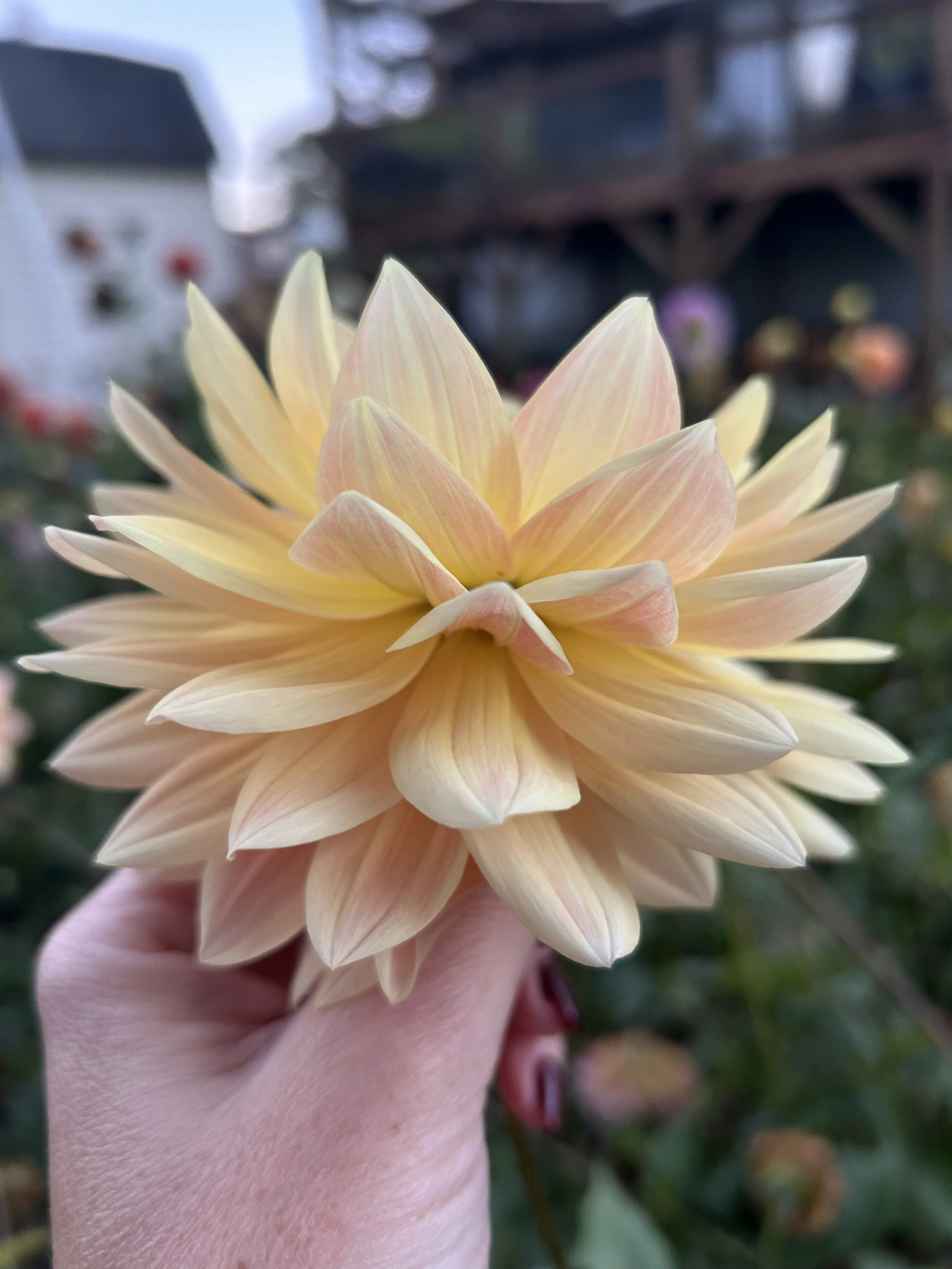 IMG_4749.jpeg (Copy)