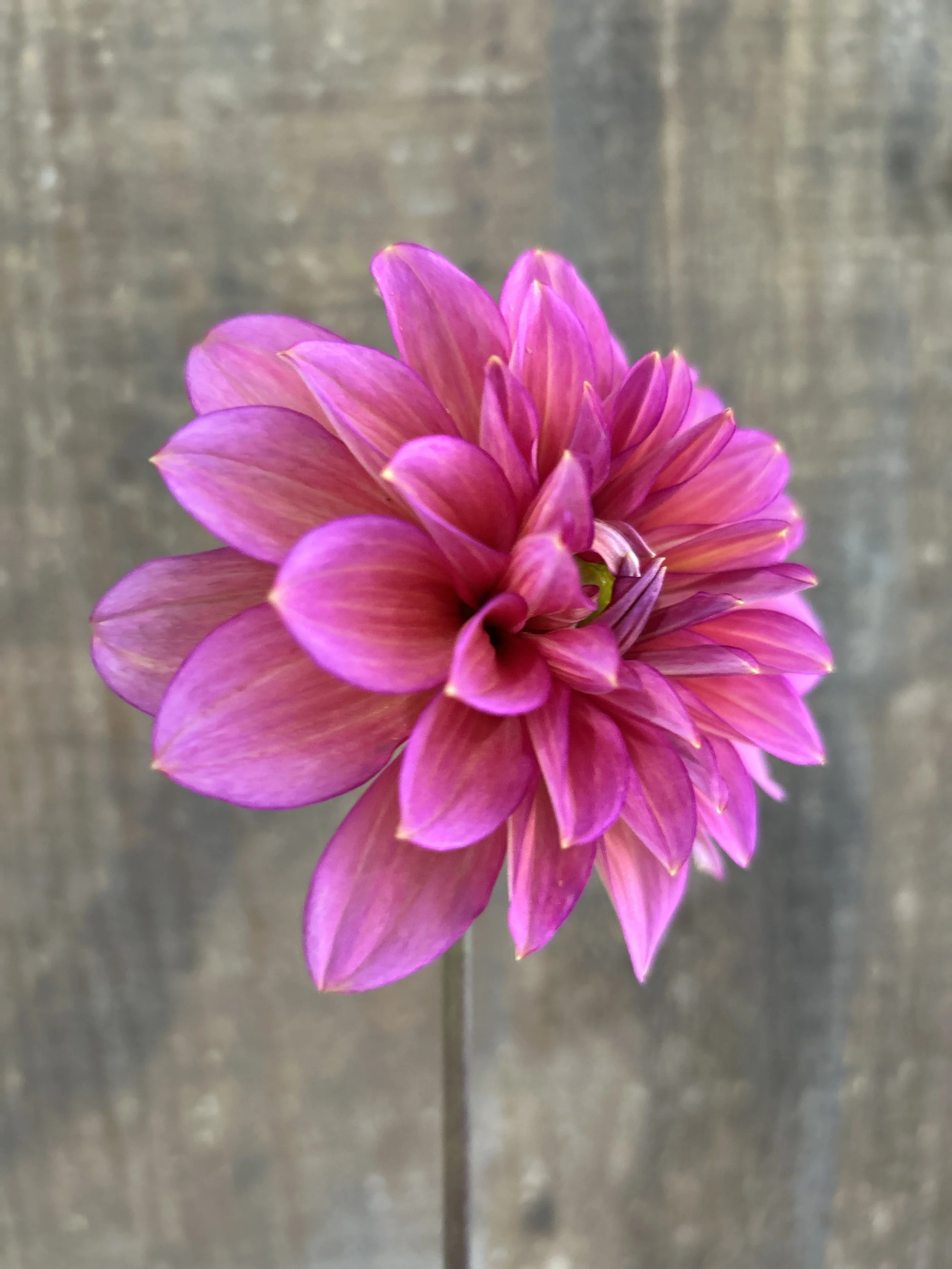 IMG_6811.jpeg (Copy)