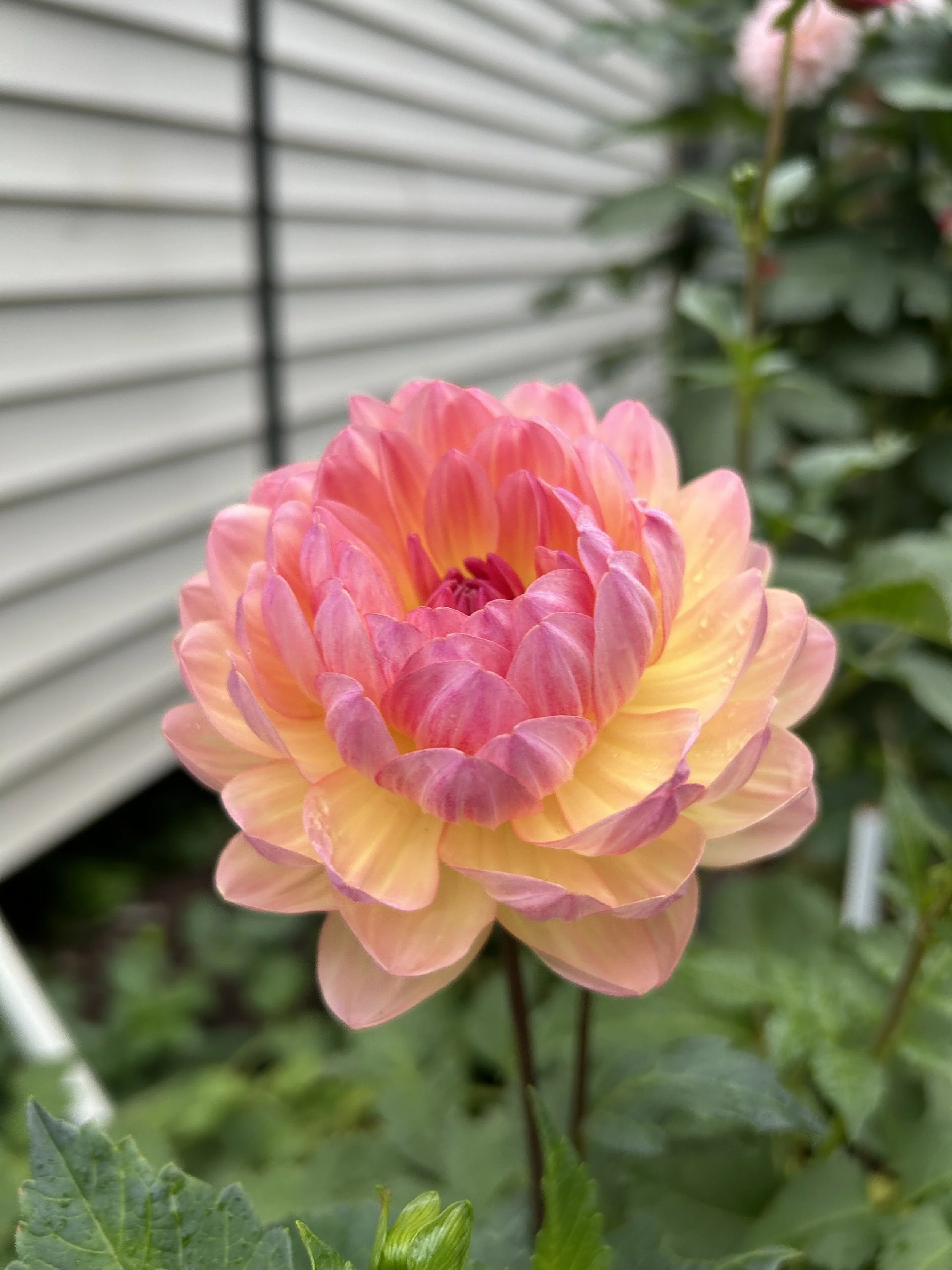 Sandia Bliss Cutting