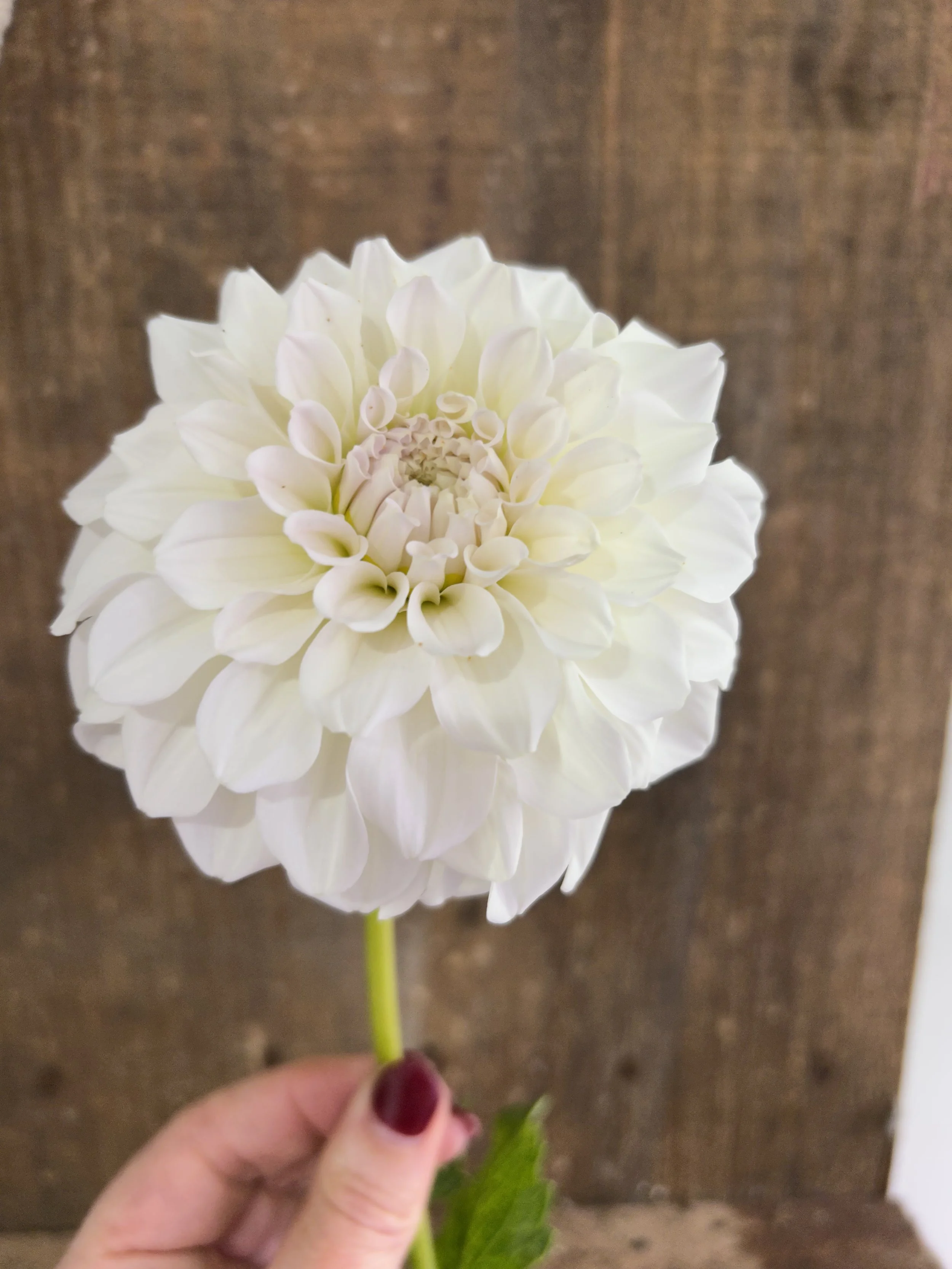 IMG_6968.jpeg (Copy)