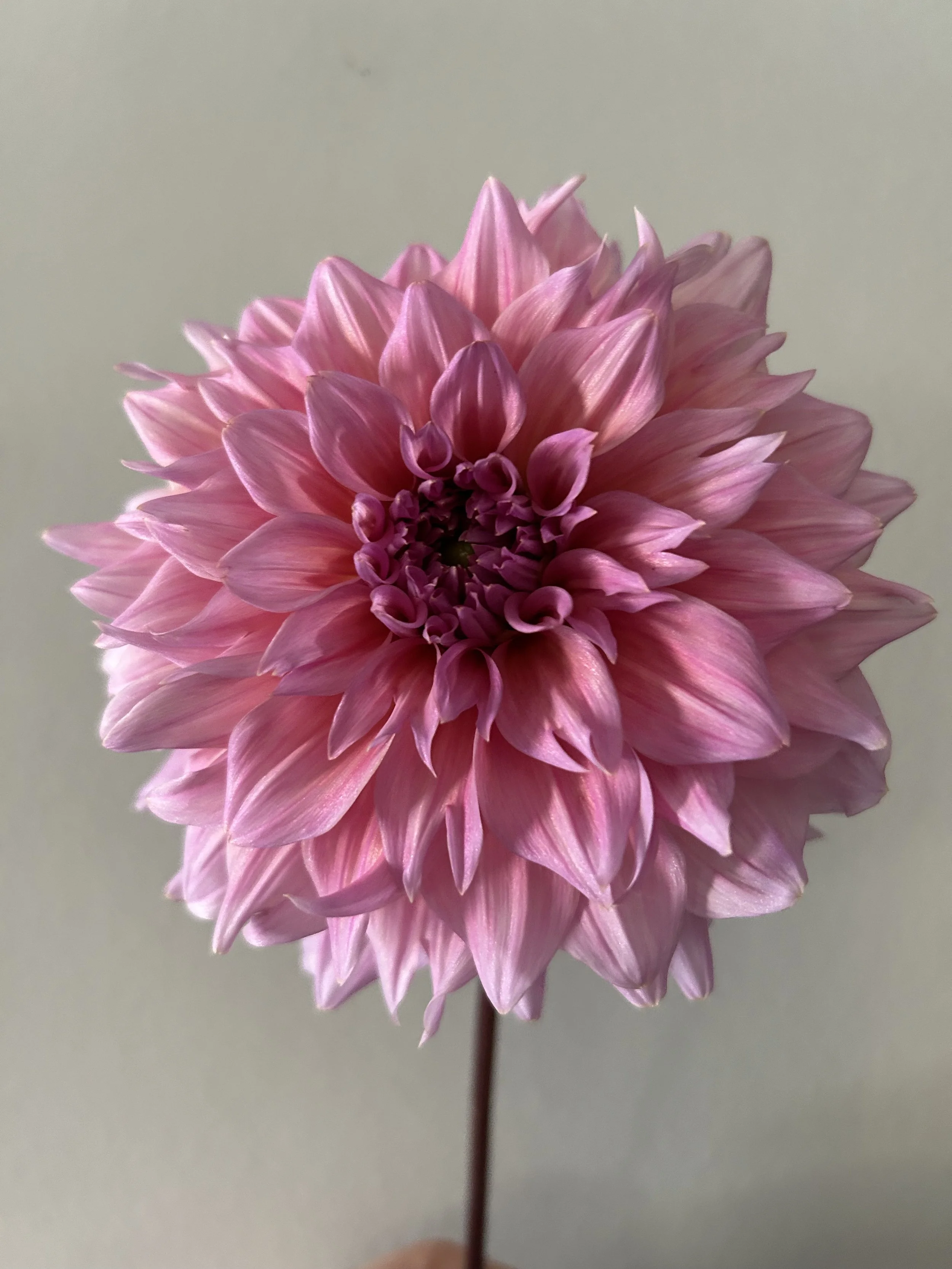 RSVP In person sale April 11th at 11:30 - 11:45 AM EST