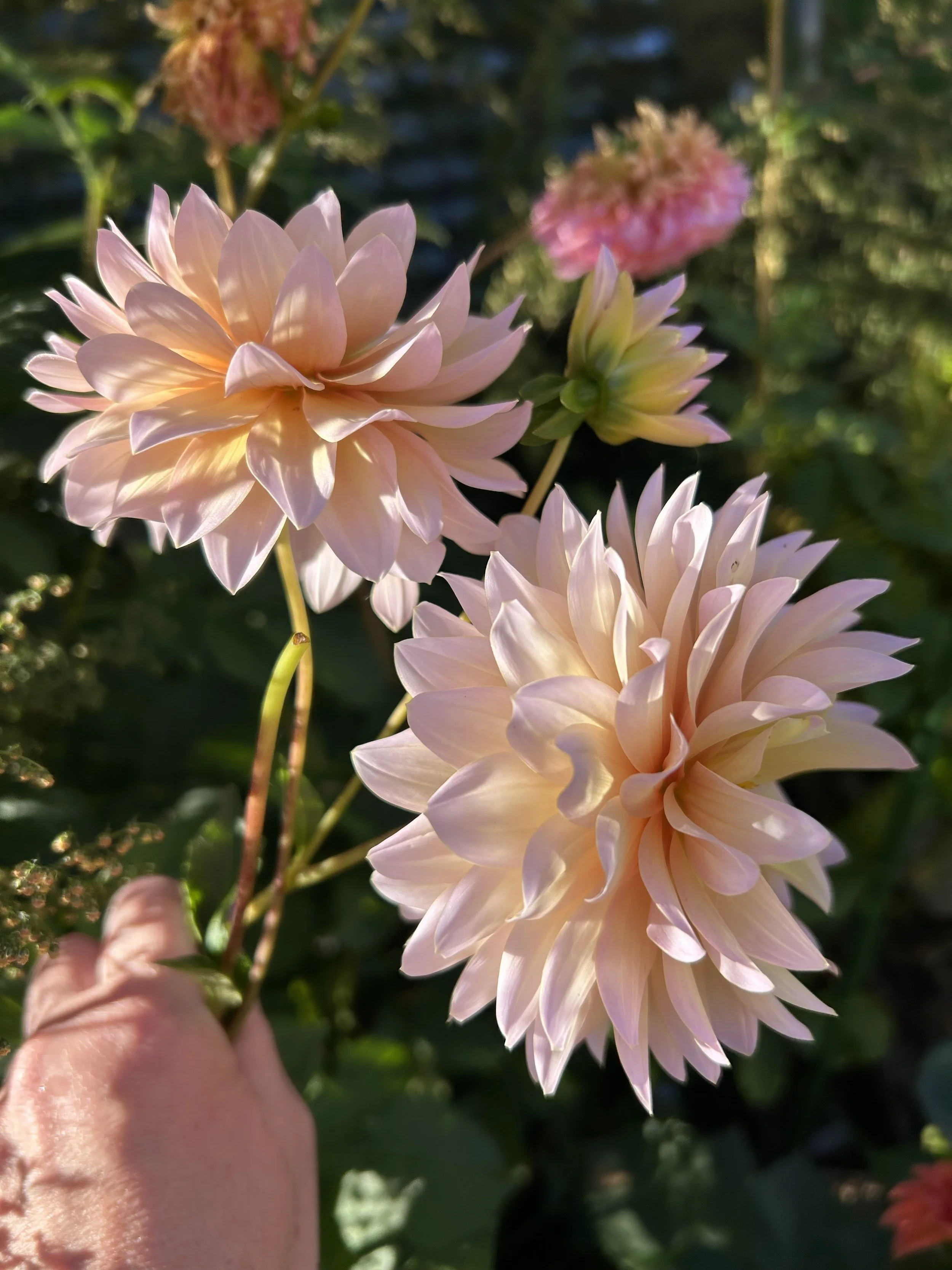 DL's the Special Mini Pot Tuber