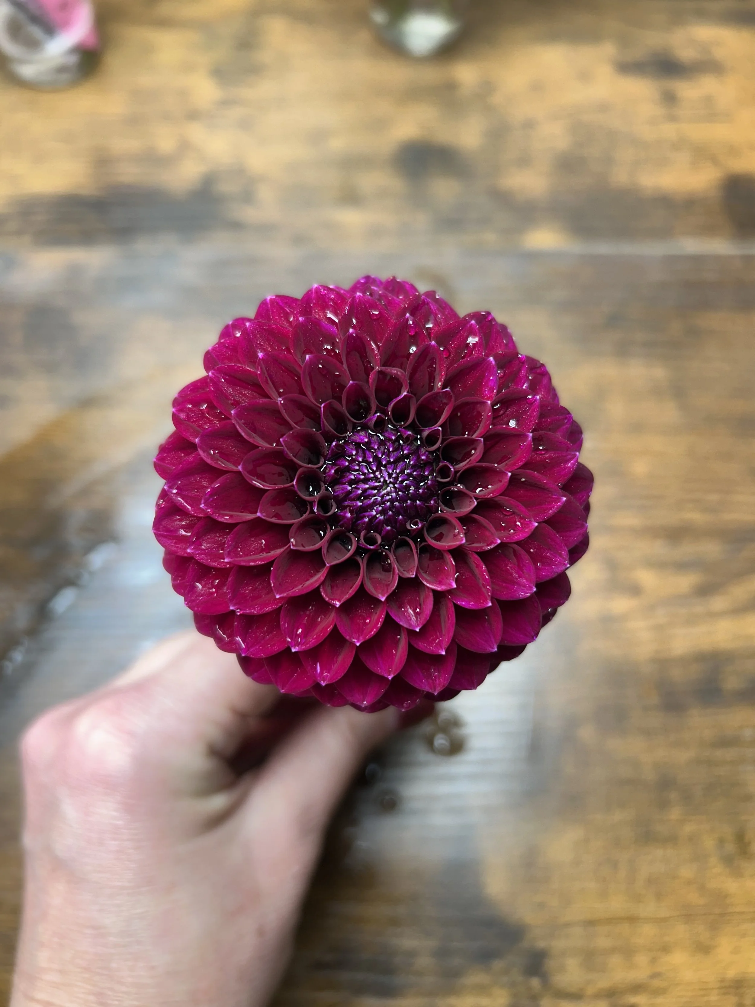 Saddlerock Tiny Giant Cutting