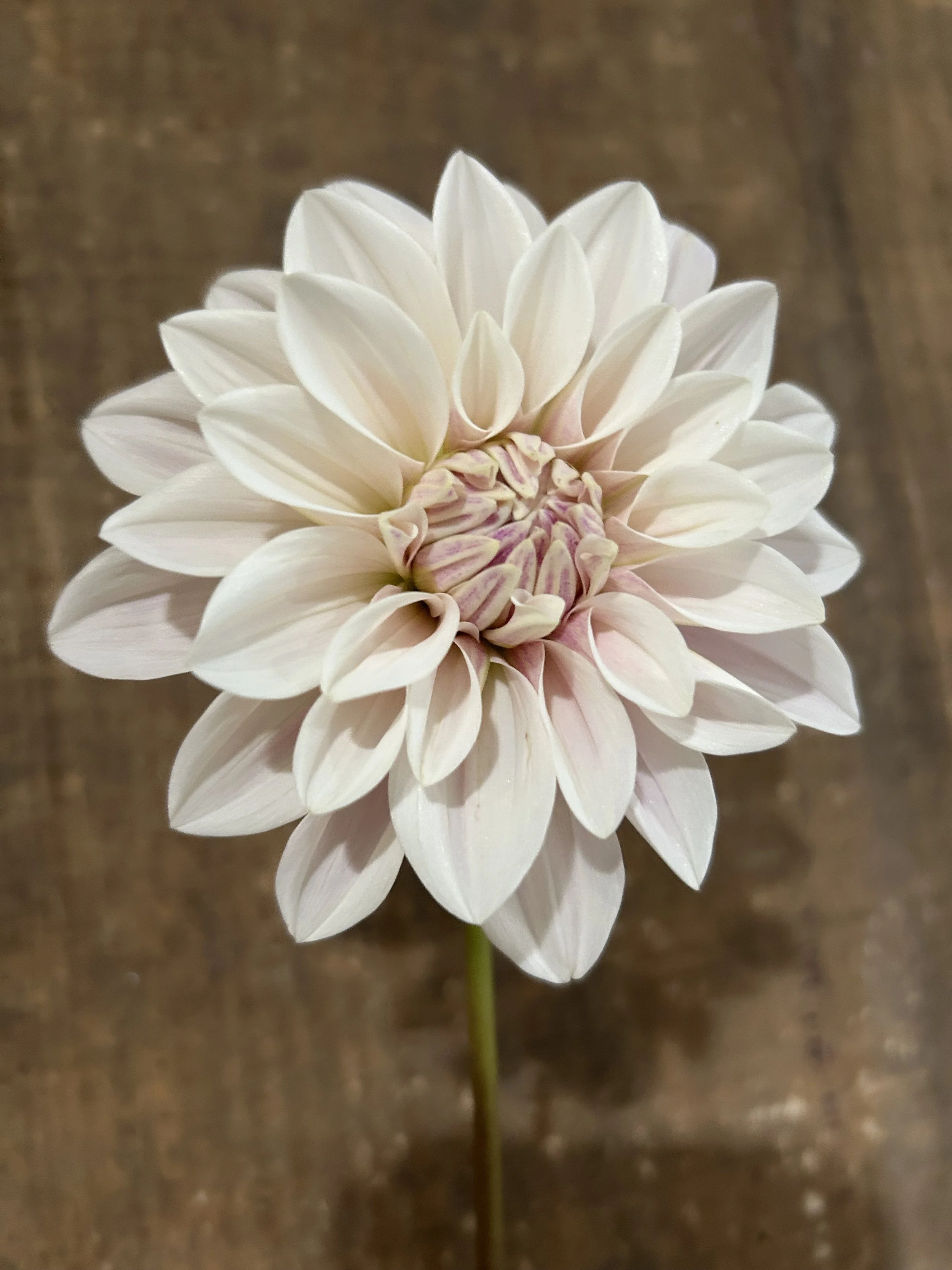 Florelie Antique Cutting