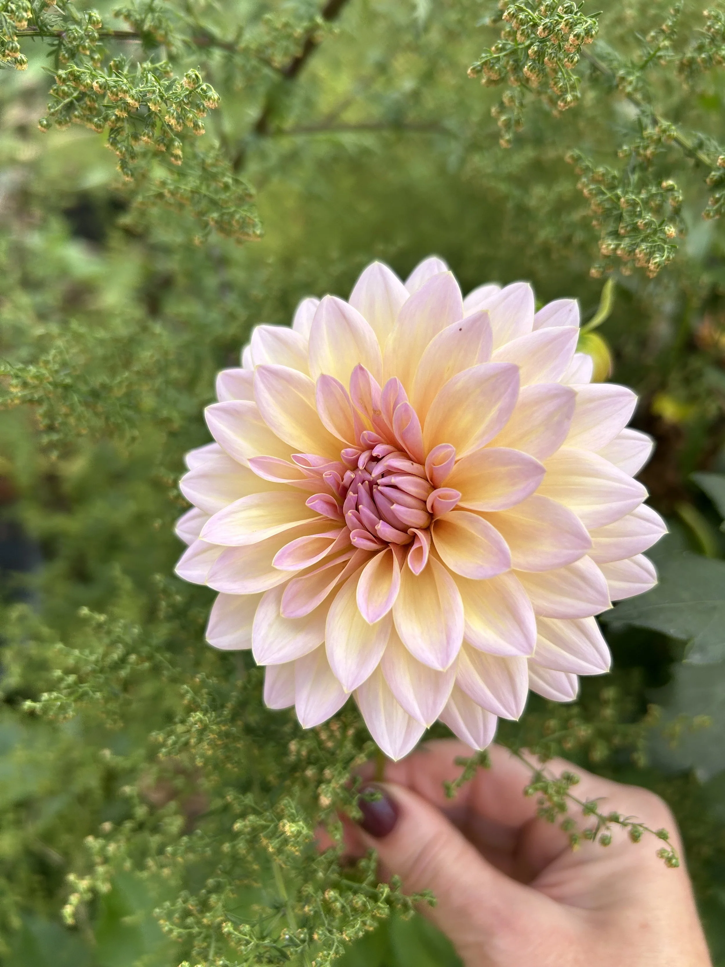 IMG_4684.jpeg (Copy)