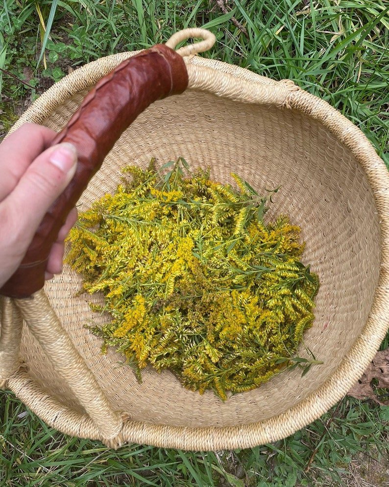 arnica3.jpeg