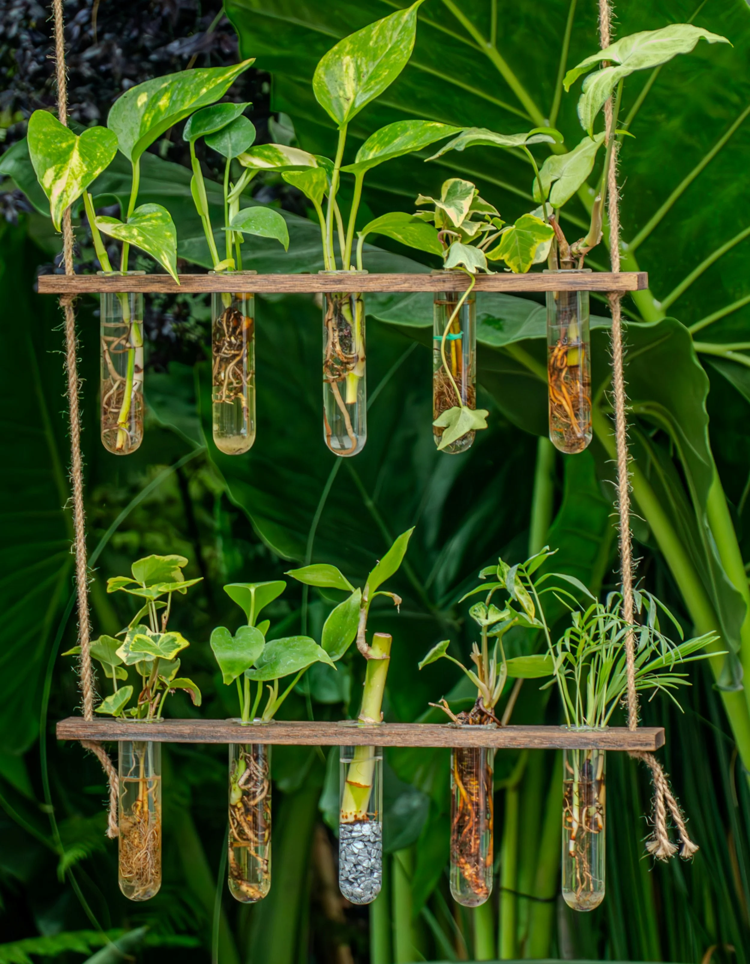 several different kinds of plants in a hanging water propagation station with larger plants in the background