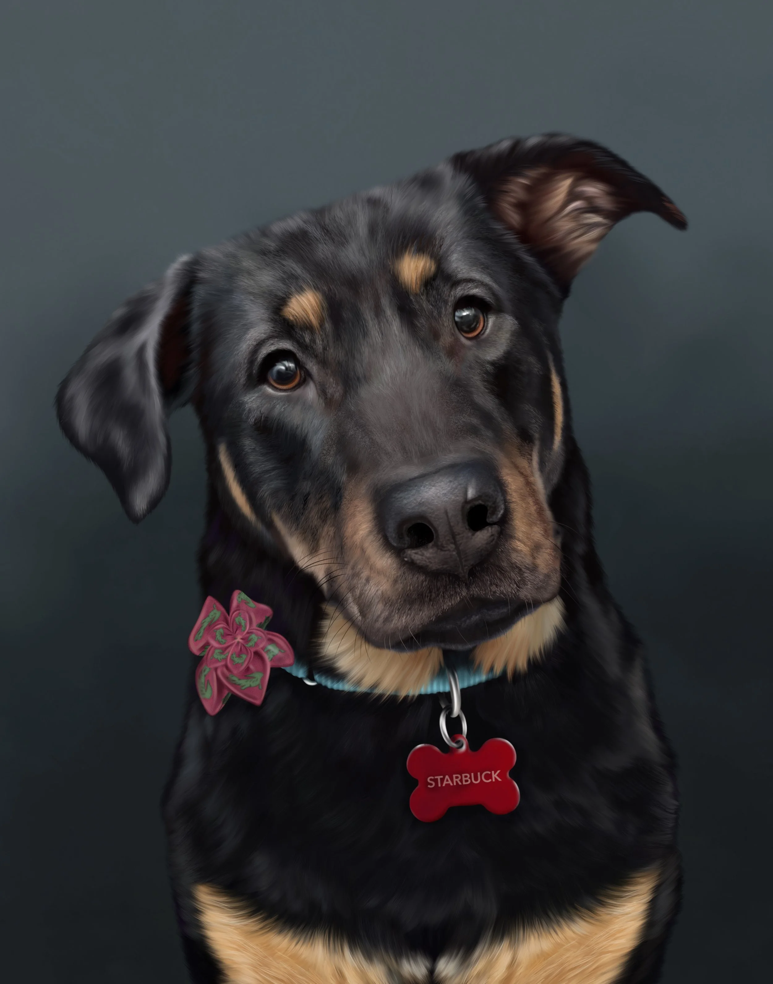 A black and tan dog with expressive brown eyes, wearing a blue collar with a red bone-shaped tag labeled 'Starbuck' and a pink decorative element on its collar, against a dark background.