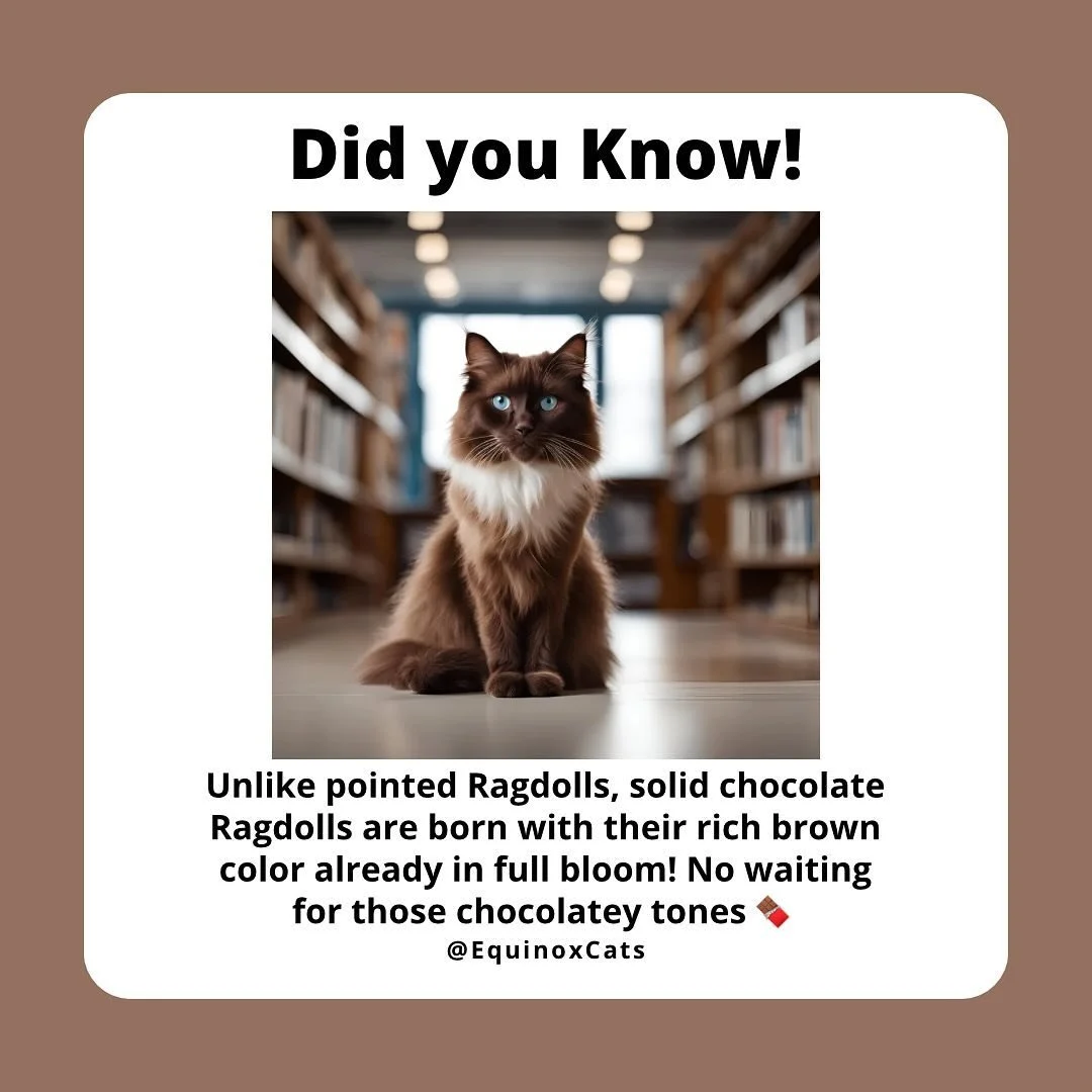We hope to have a chocolate sire as the king of our program. More details coming soon!
.
.
.
#ragdoll #ragdollcat #ragdollkitten #ragdollworld #ragdolllove #cattery #cat #catlover #catsofinstagram #catfacts #chocolateragdoll #equinoxcats #az #arizona