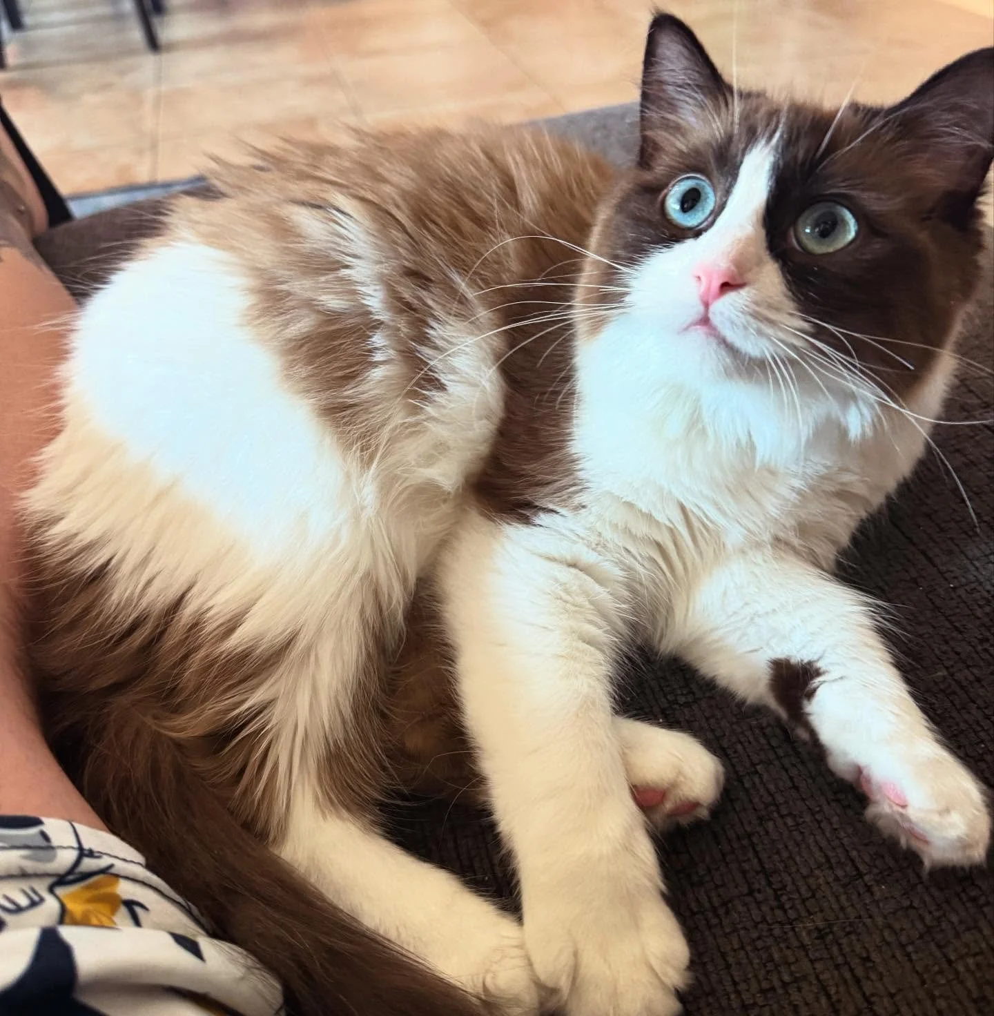 Meet Lyla! One of our beautiful queens.
After months of putting together our furry family we are finally ready to share everything about our perfect cherubim ragdolls! What is cherubim you say? They are a special variant of ragdoll cats officially r