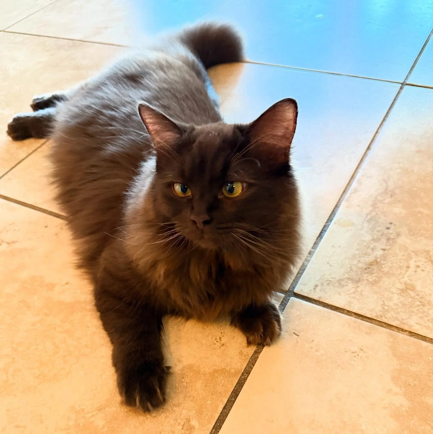 Meet our queen Nella! She is a solid chocolate🍫 cherubim ragdoll. She is one of our beautiful queens that is full of sweetness and fluff. Her favorite activities include sleeping on her back and then running full speed on her treadmill wheel.