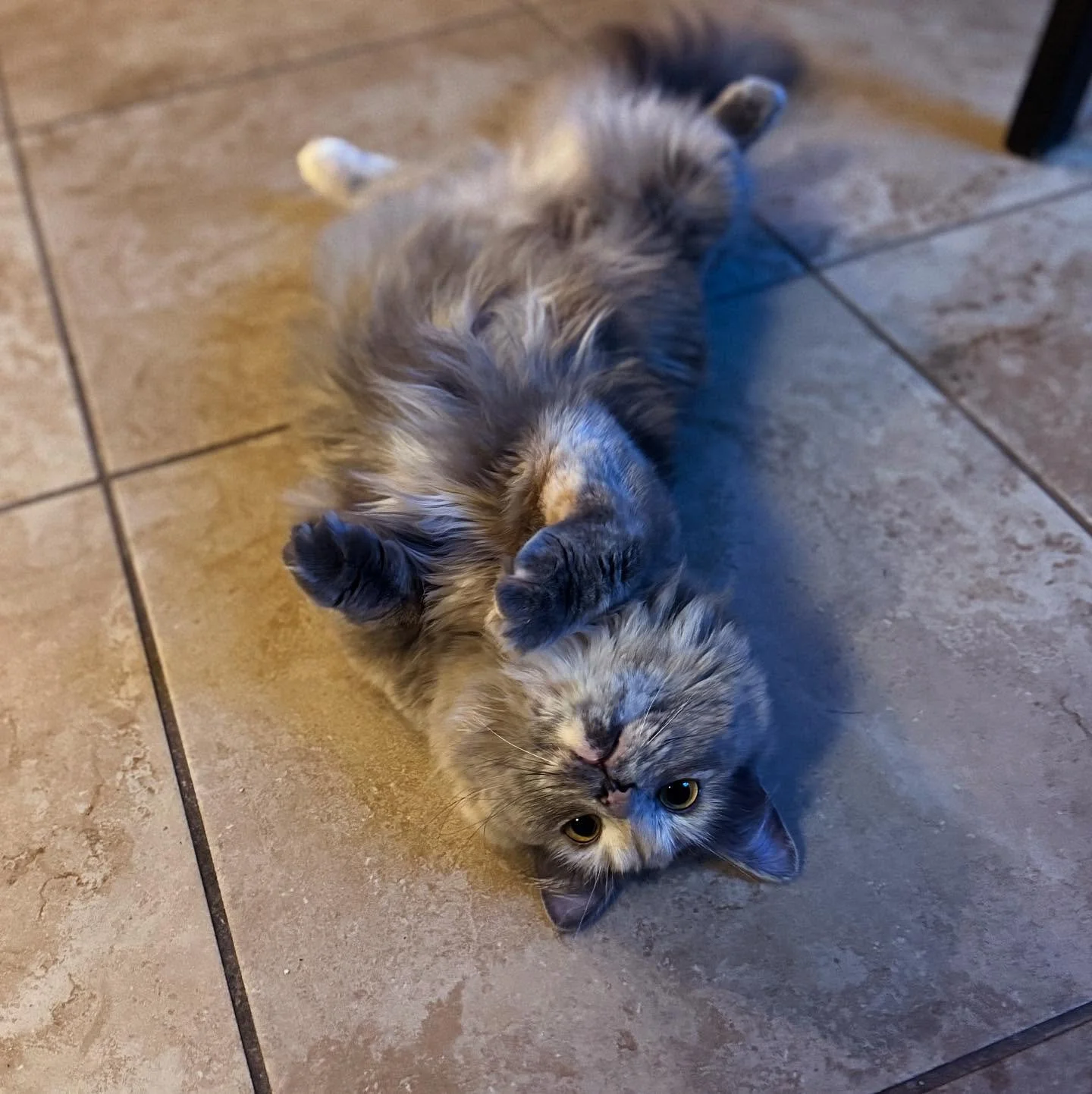 Meet the queen Trixie, our beautiful cherubim blue tortie. She is so playful and tricksy just like her name 💙 she keeps us laughing every day.
