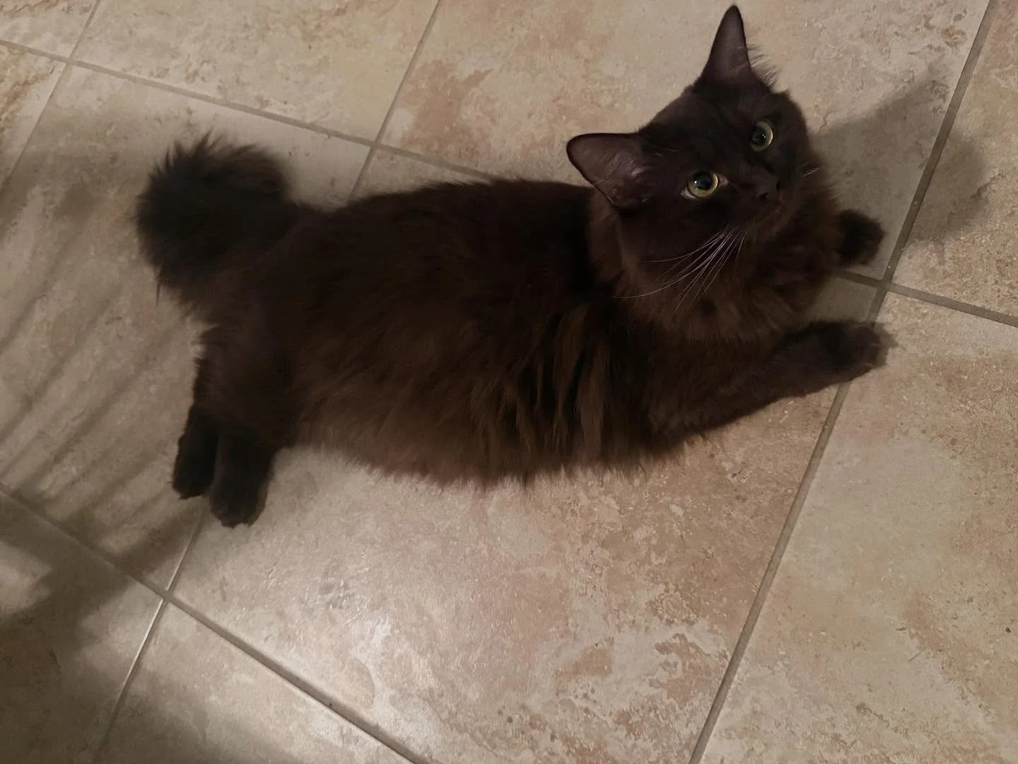 We have some exciting news! Miss Nella is pregnant with her first litter. She is due around the end of this month and her babies will be ready for adoption around mid-November. If you are interested in getting on the waitlist for her litter feel free