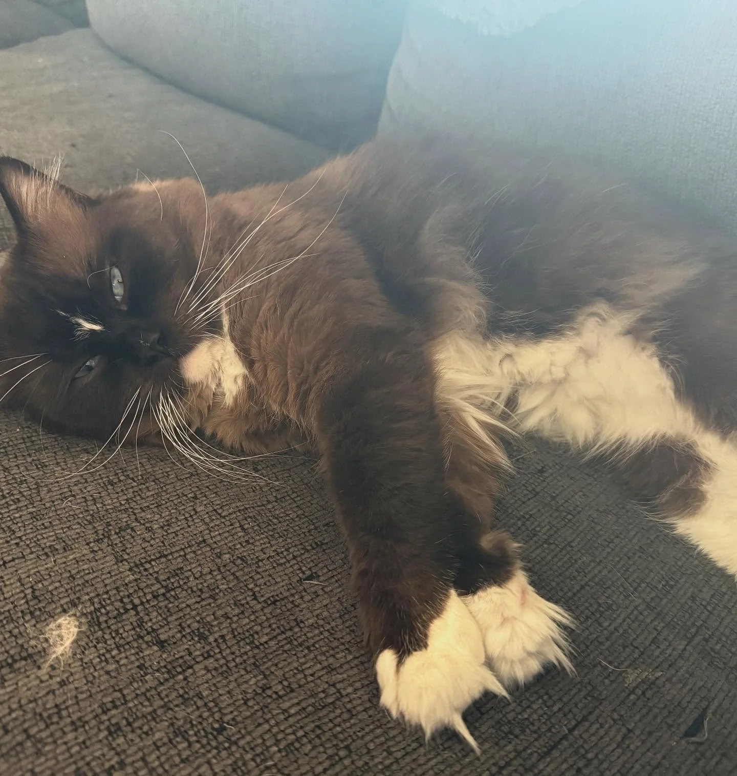 My Brownie boy and the reigning king of the cattery. The moment I laid eyes on him I was instantly in love. I flew to another country practically the next day to pick him up. Ever since he's been the sweetest boy with the best temperment. He loves an