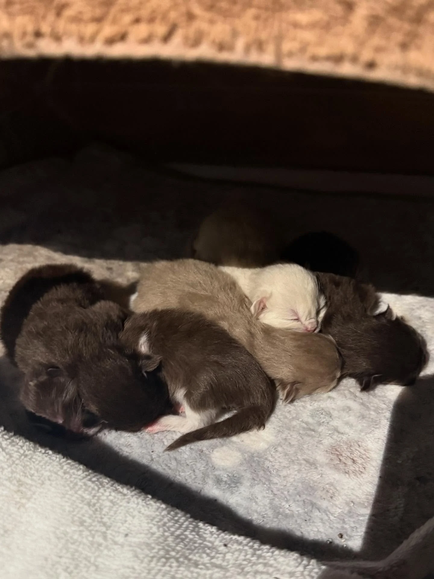 Nella had her sweet babies yesterday, 6 in total! Everyone is looking healthy and doing so good. I’m so proud of my lil momma. Can’t wait to see all these babies grow and eventually find there forever homes 🥹💗