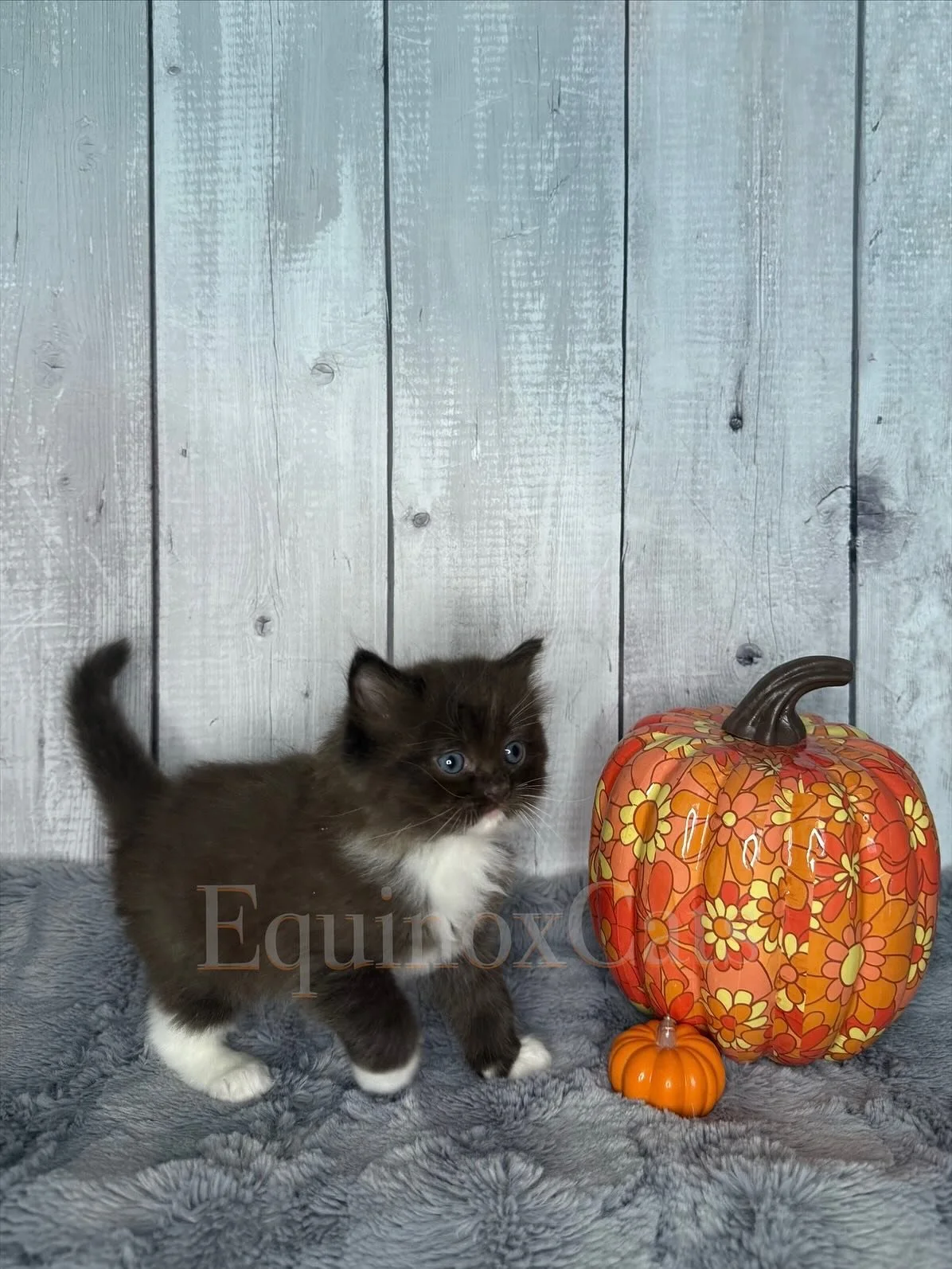 Photo shoot day!!! These are Nella (solid chocolate) and Trixie (Blue Torti) litters. If you are interested in any of these adorable babies please send me a message!