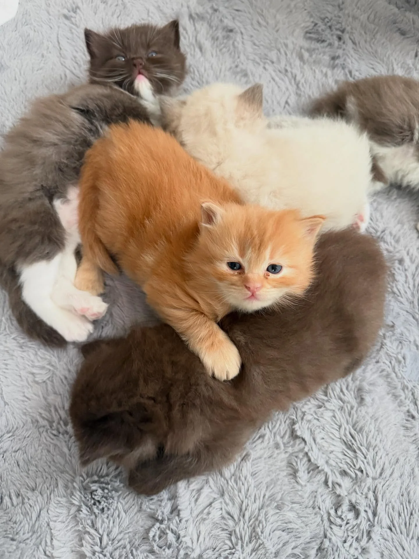 There&rsquo;s a special place in my heart for orange cats although I love them all so much. Something about them they usually have a more of a goofball personality that makes them so fun 😍