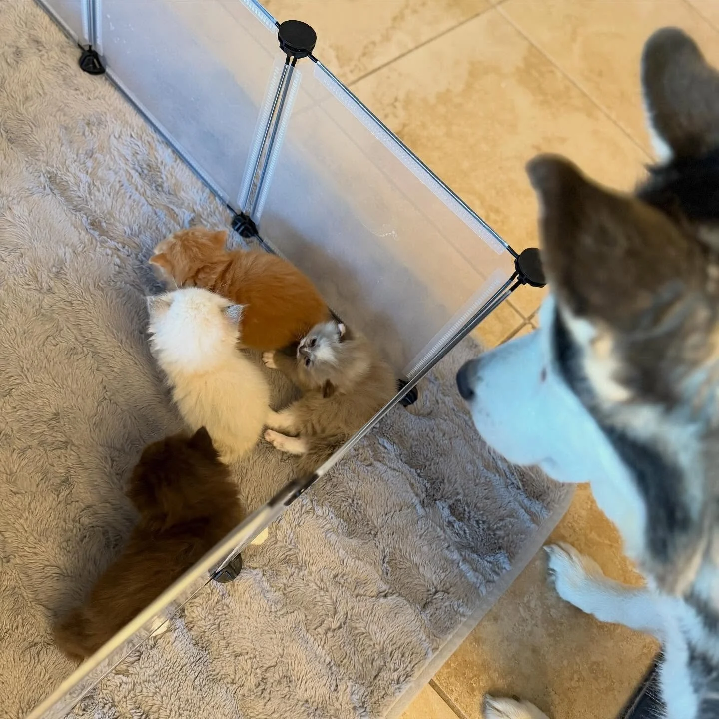 Our husky Thora is basically one big cat herself. She loves the babies and treats all of the cats so sweetly. Her and our Maine Coon boys always wrestle and play and she is so gentle with them. I&rsquo;m so lucky  to have such a wonderful dog to soci