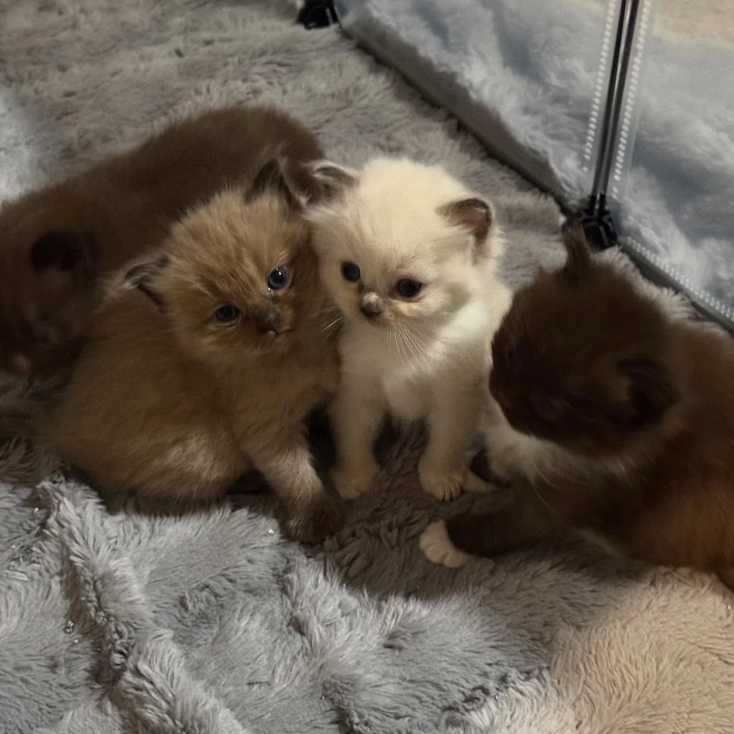 These babes have started wrestling and playing around. I love seeing their personalities develop. We should have their genetic test results here in a couple of weeks. They are still looking for their forever families to go home in Novemeber! Message 